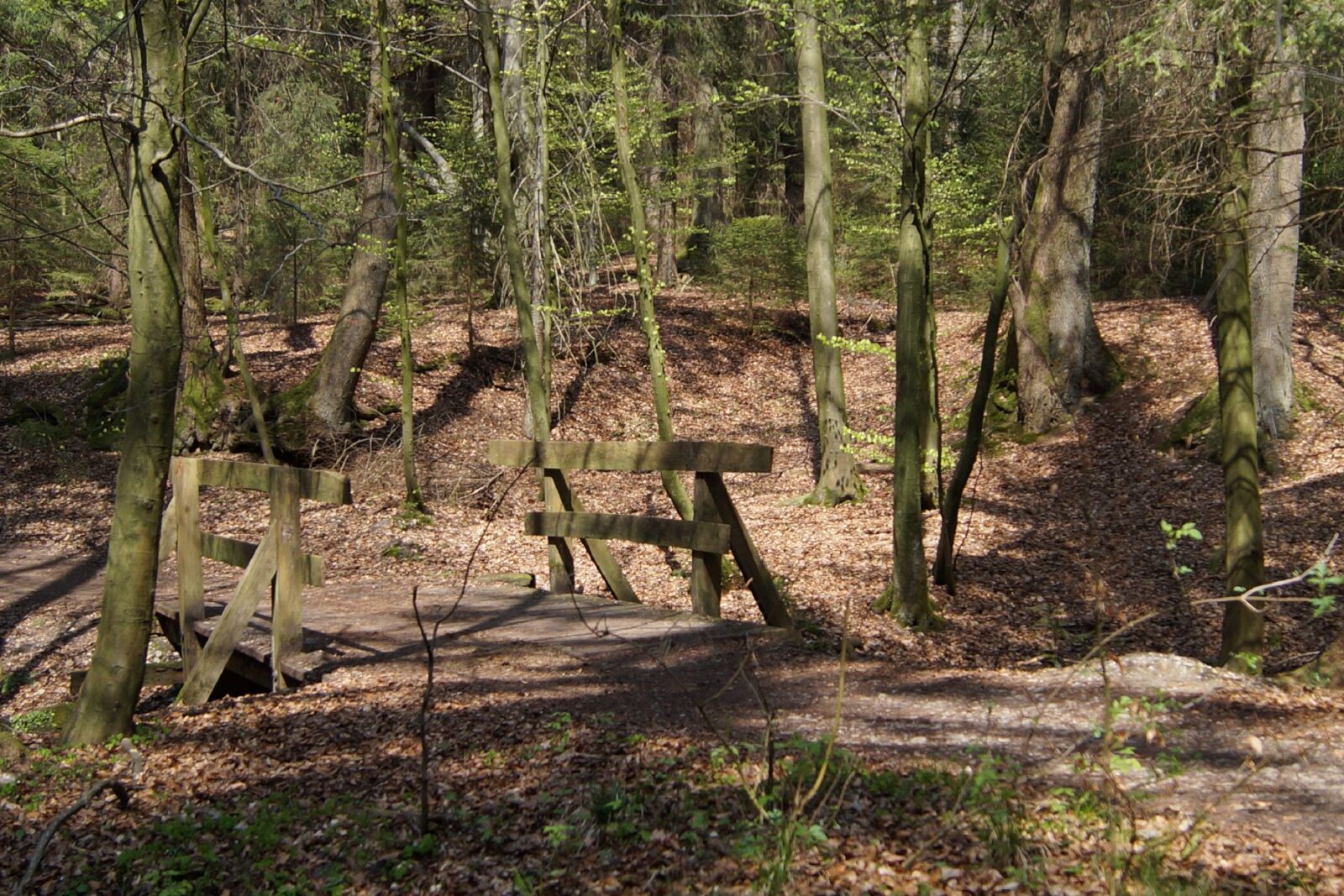 Sony DT 18-55mm F3.5-5.6 SAM II sample photo. Forest, bridge, nature photography