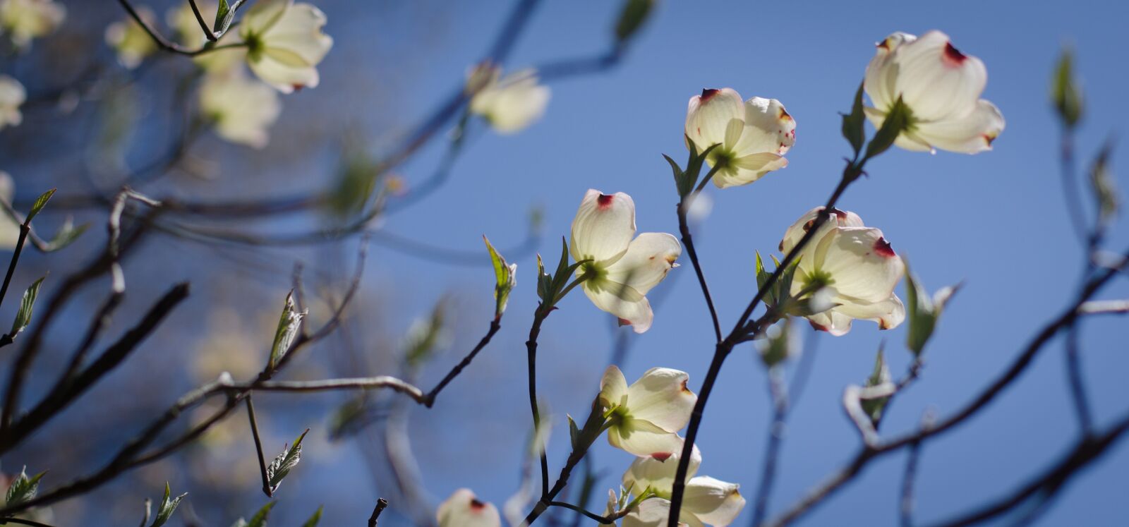 Nikon D7000 sample photo. Flowers, spring, tree photography