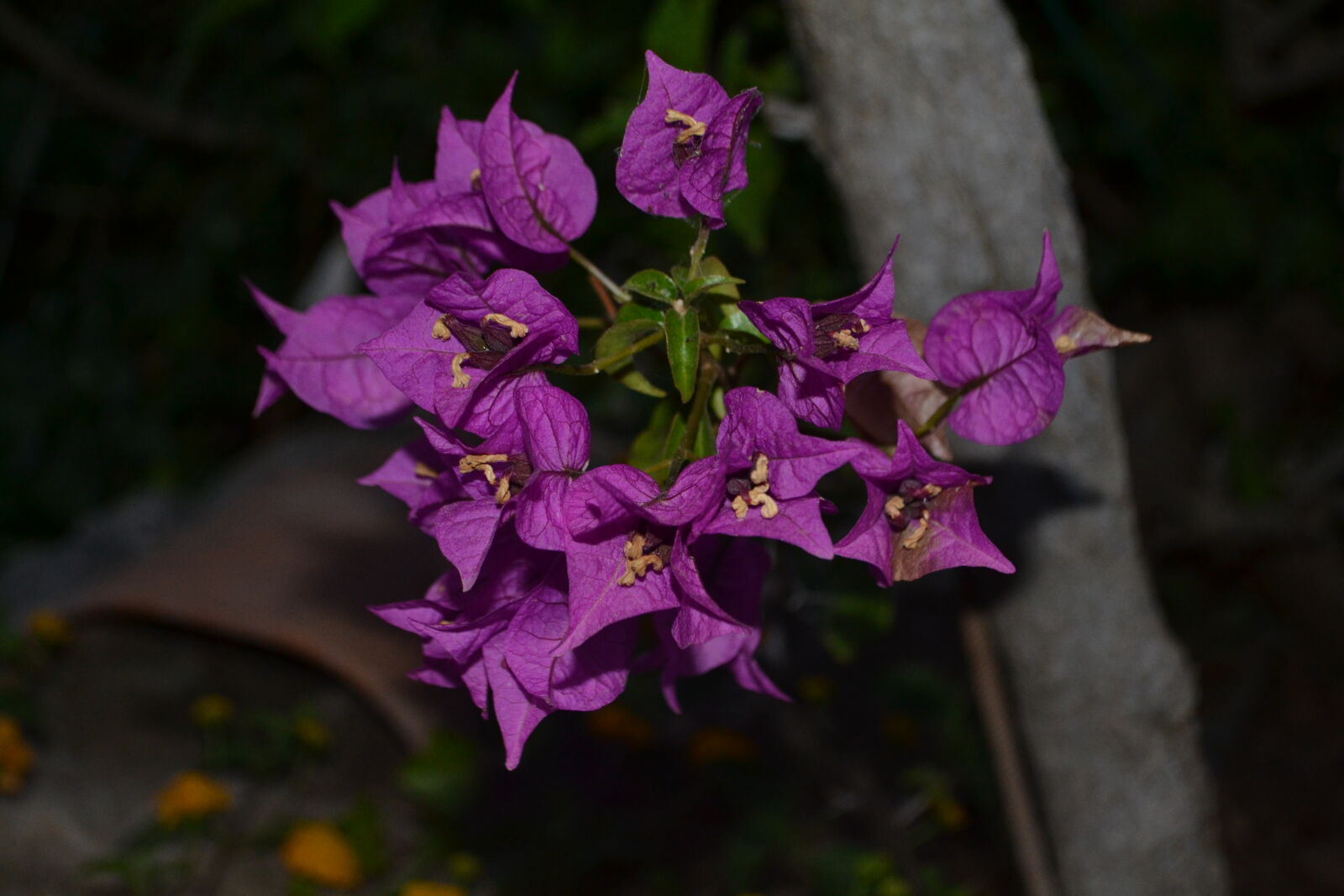 Nikon D3100 sample photo. Background, evening, flower, hd photography