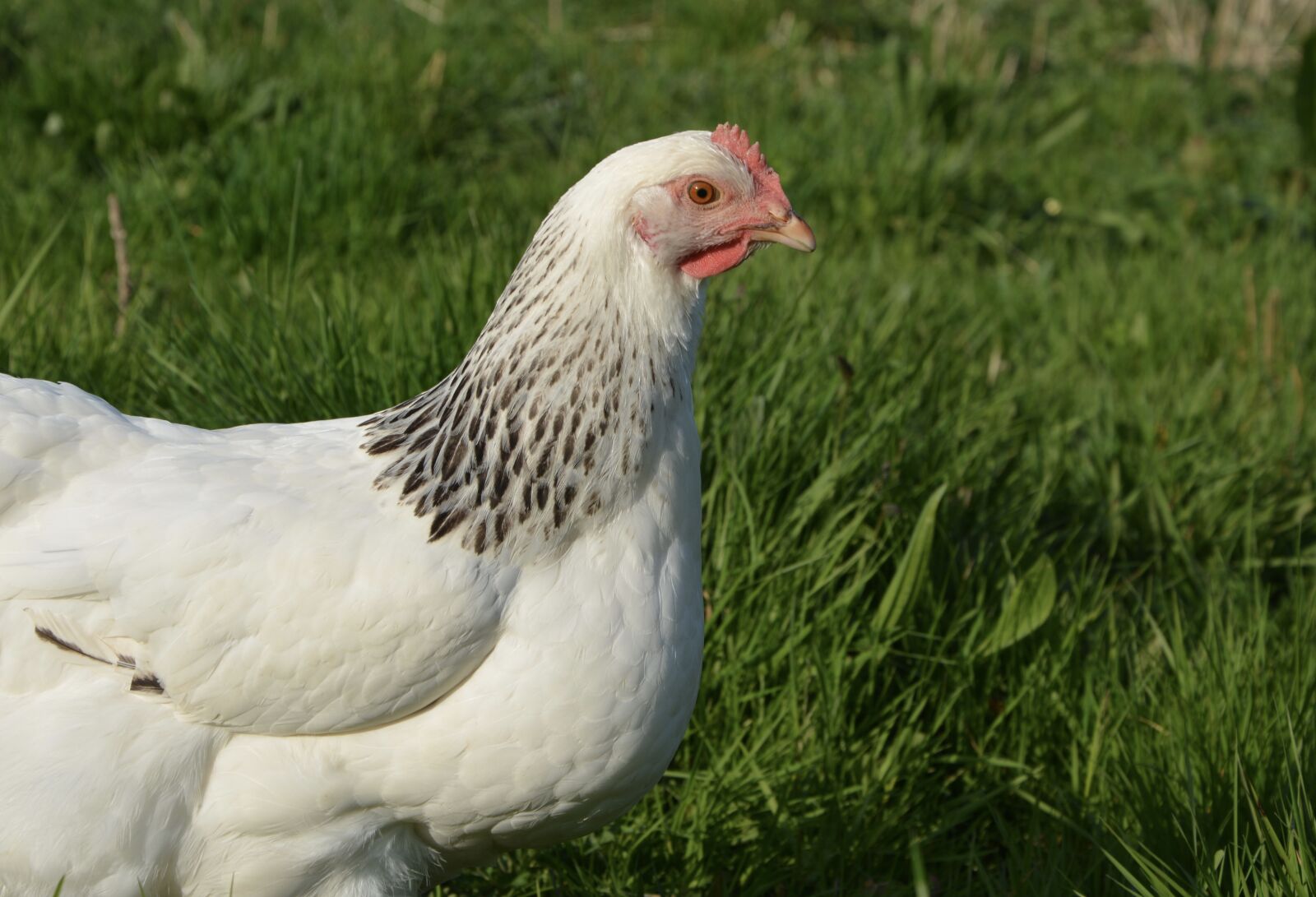 Nikon D5200 sample photo. Hen, white, green photography