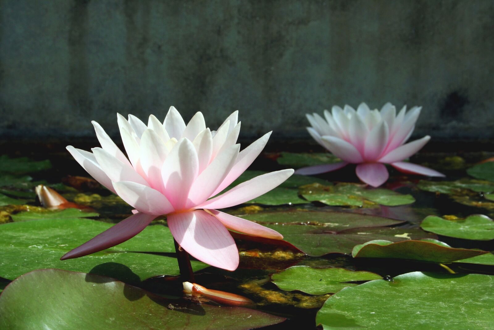 Canon EOS 350D (EOS Digital Rebel XT / EOS Kiss Digital N) sample photo. Lily, water lilies, pond photography
