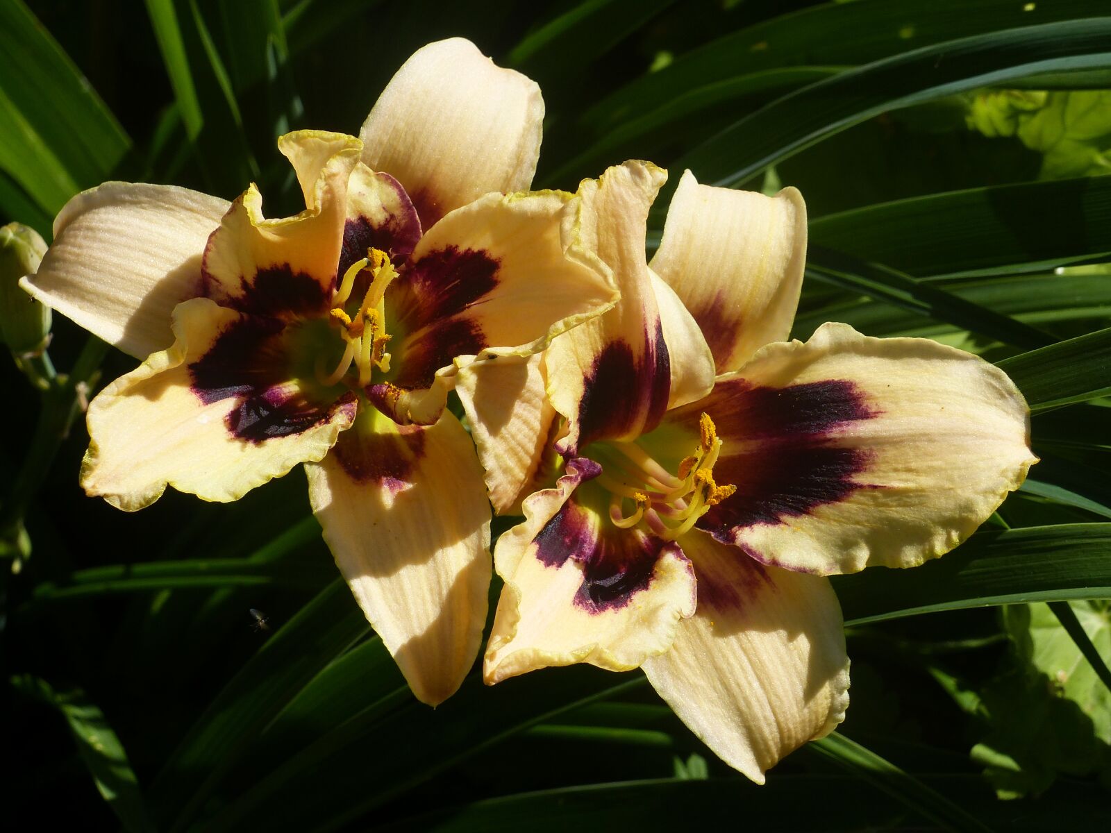 Panasonic Lumix DMC-FZ200 sample photo. Daylilies, colors, summer photography