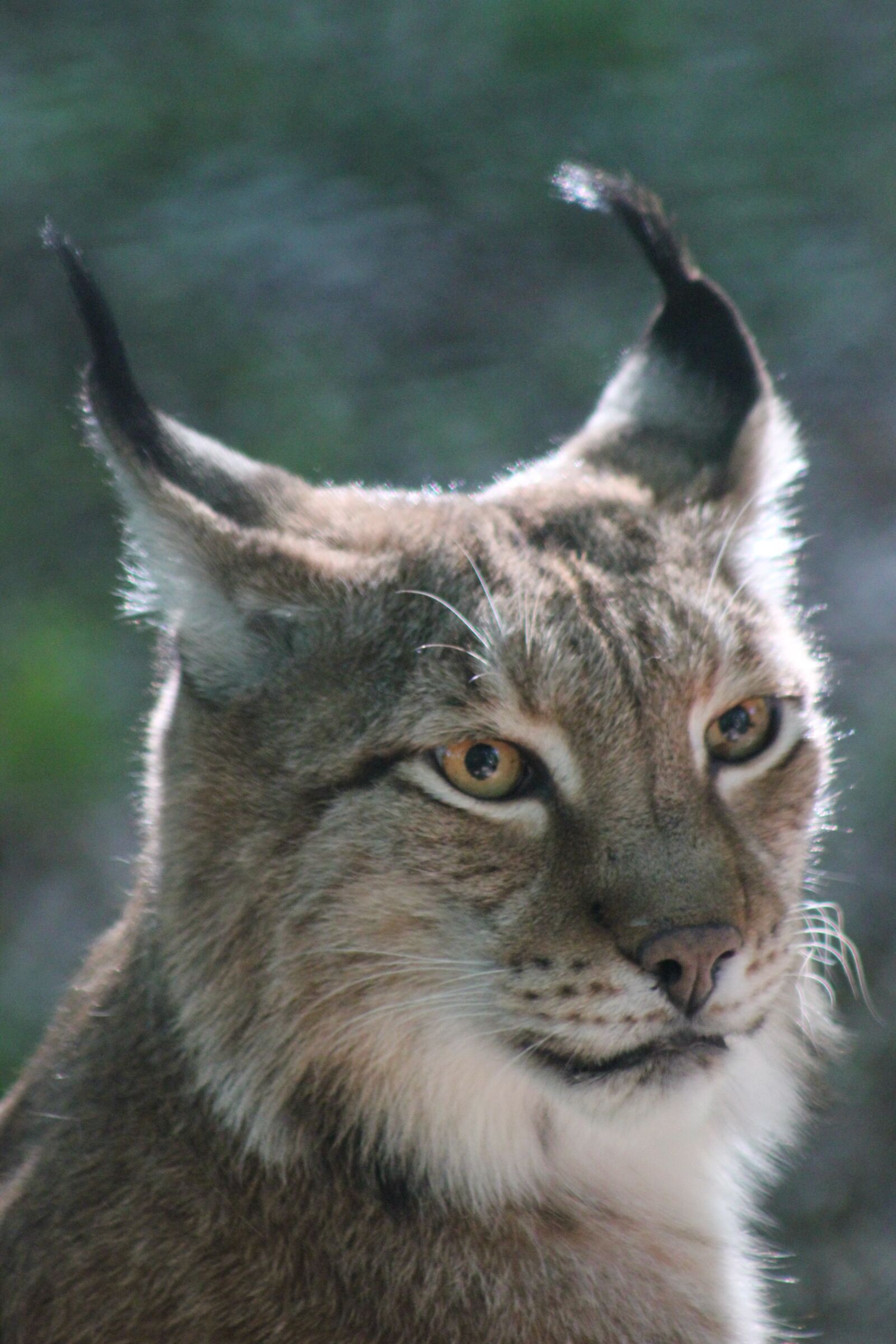 Canon EOS 550D (EOS Rebel T2i / EOS Kiss X4) sample photo. Lynx, animal, animal world photography