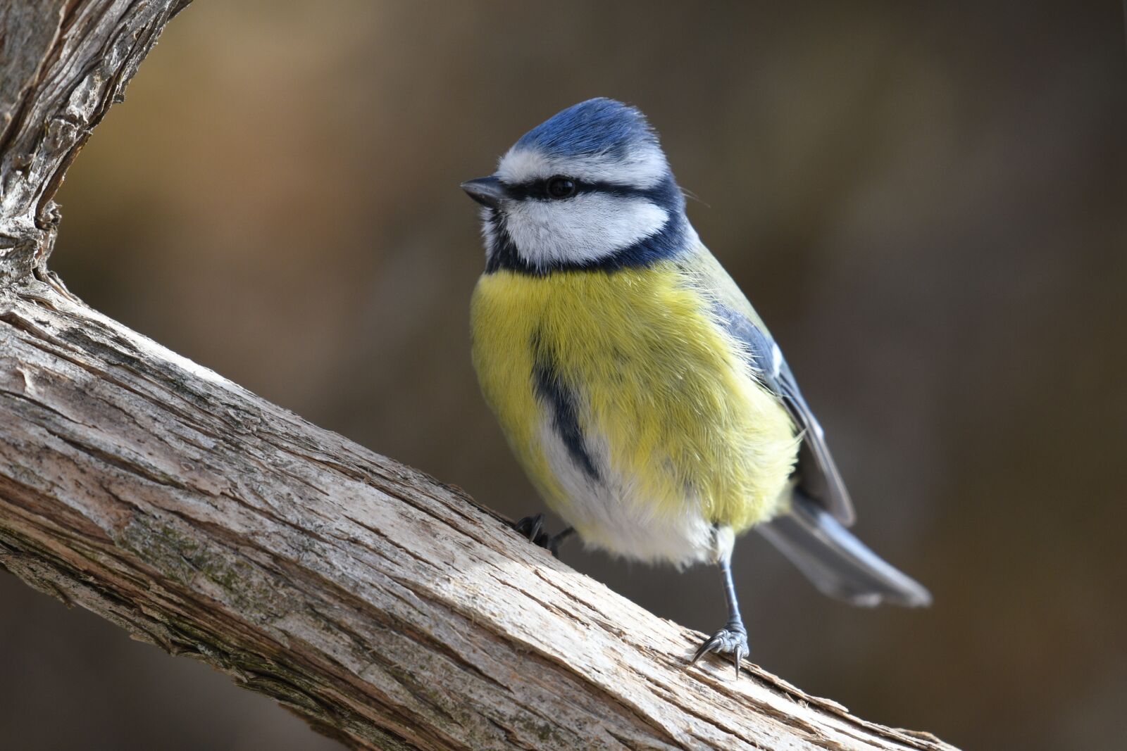 Nikon D500 sample photo. Tit, blue, nature photography