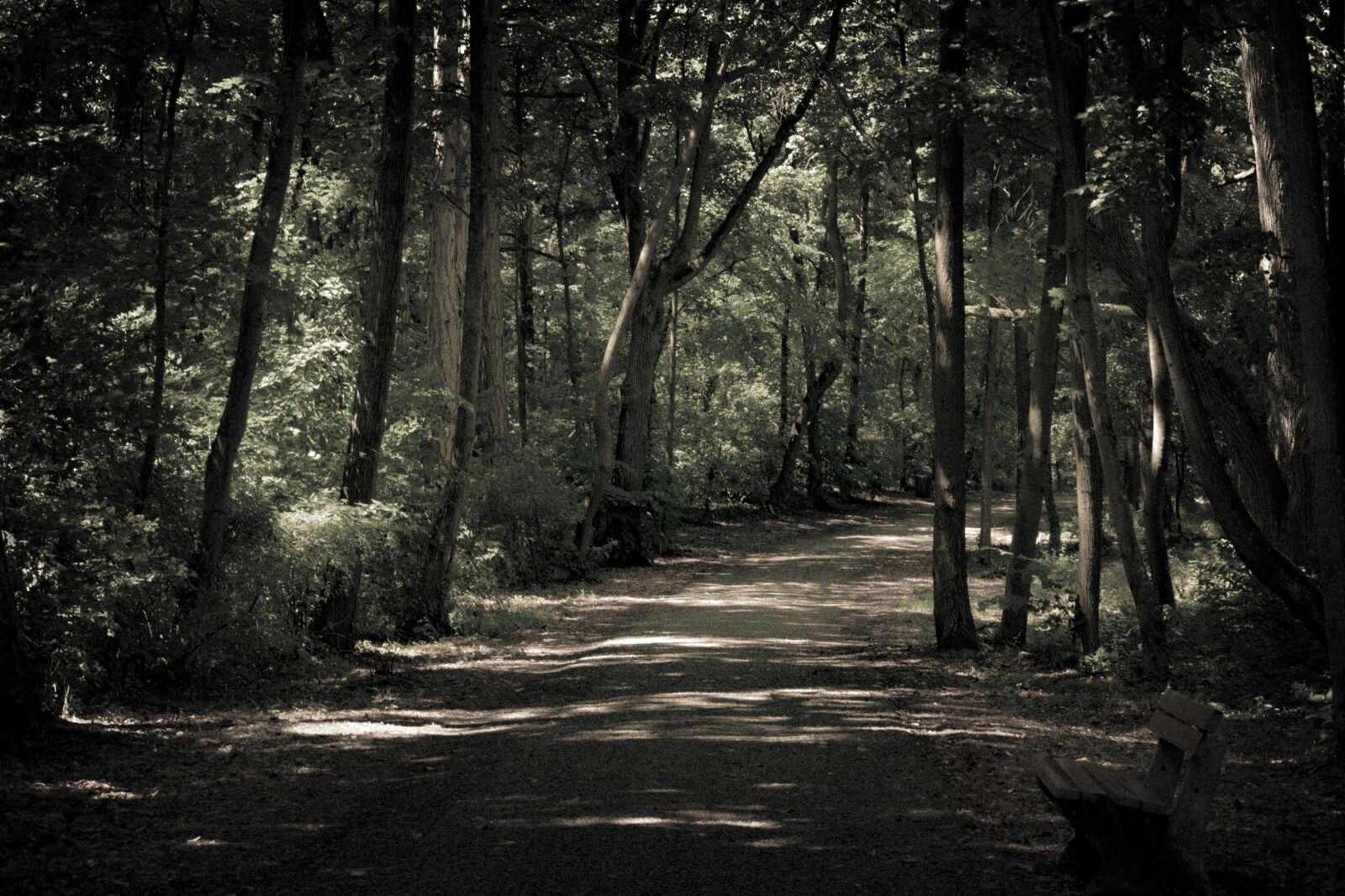 Nikon D3300 sample photo. Wood, tree, dark photography