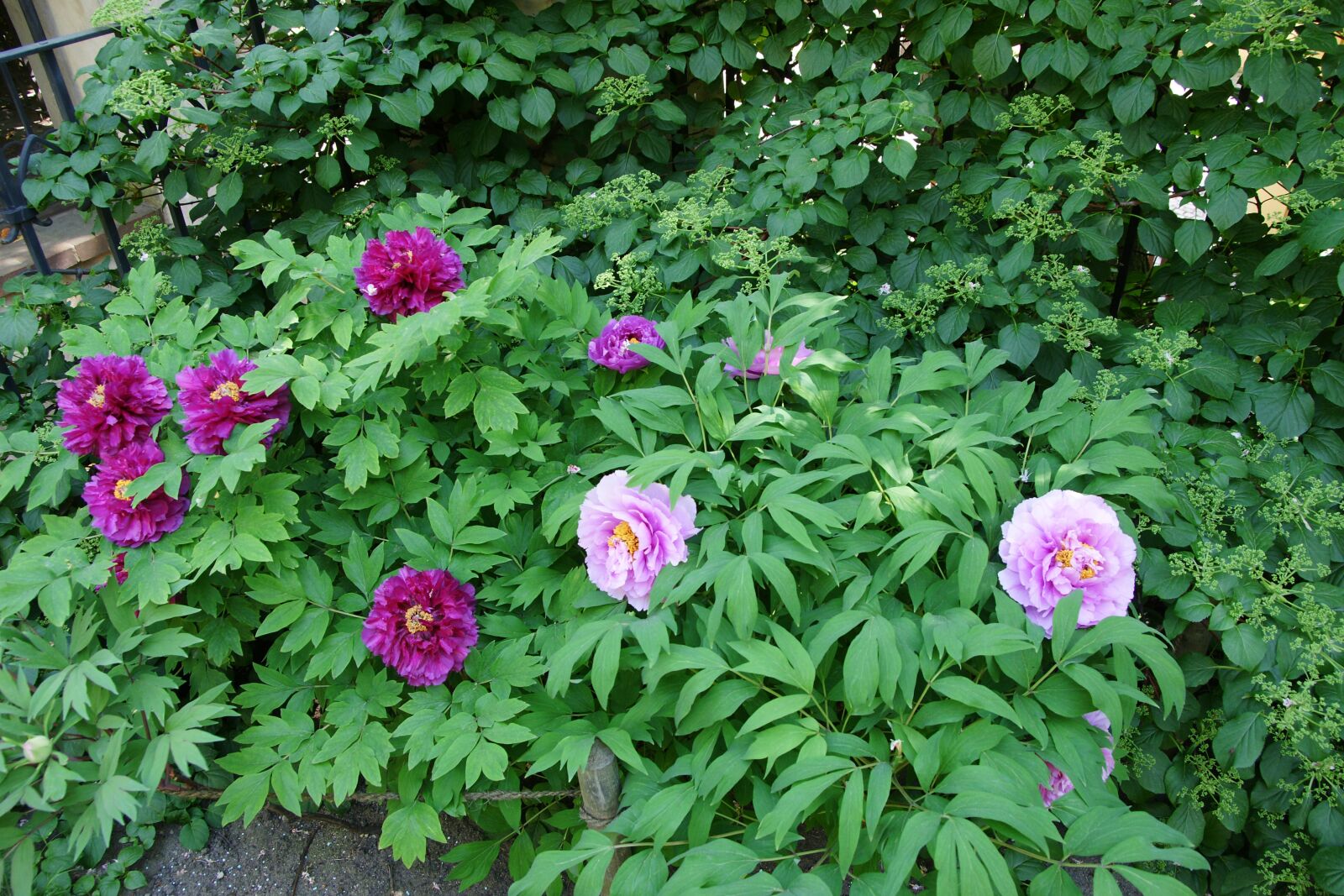 Sony Alpha DSLR-A700 sample photo. Garden, purple, flowers photography