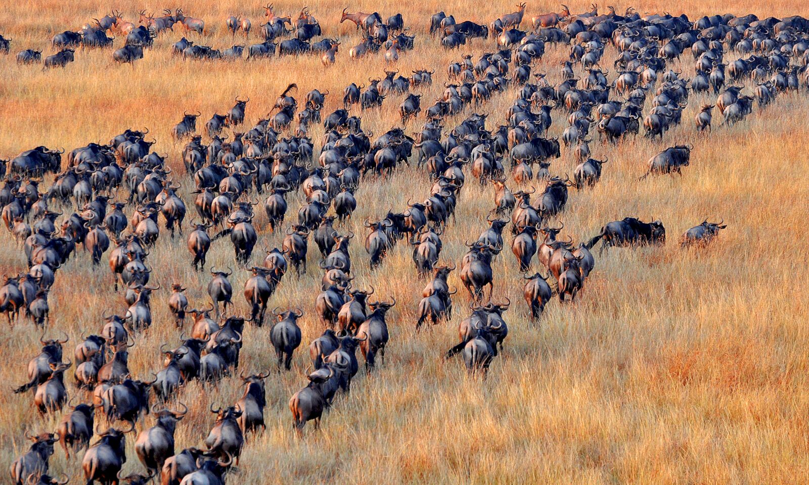 Nikon D5000 sample photo. Antelopes, safari, africa photography