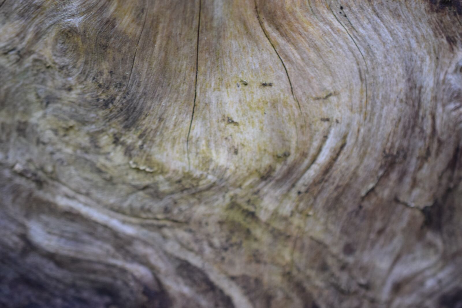 Nikon D5300 sample photo. Bark, tree, wood photography