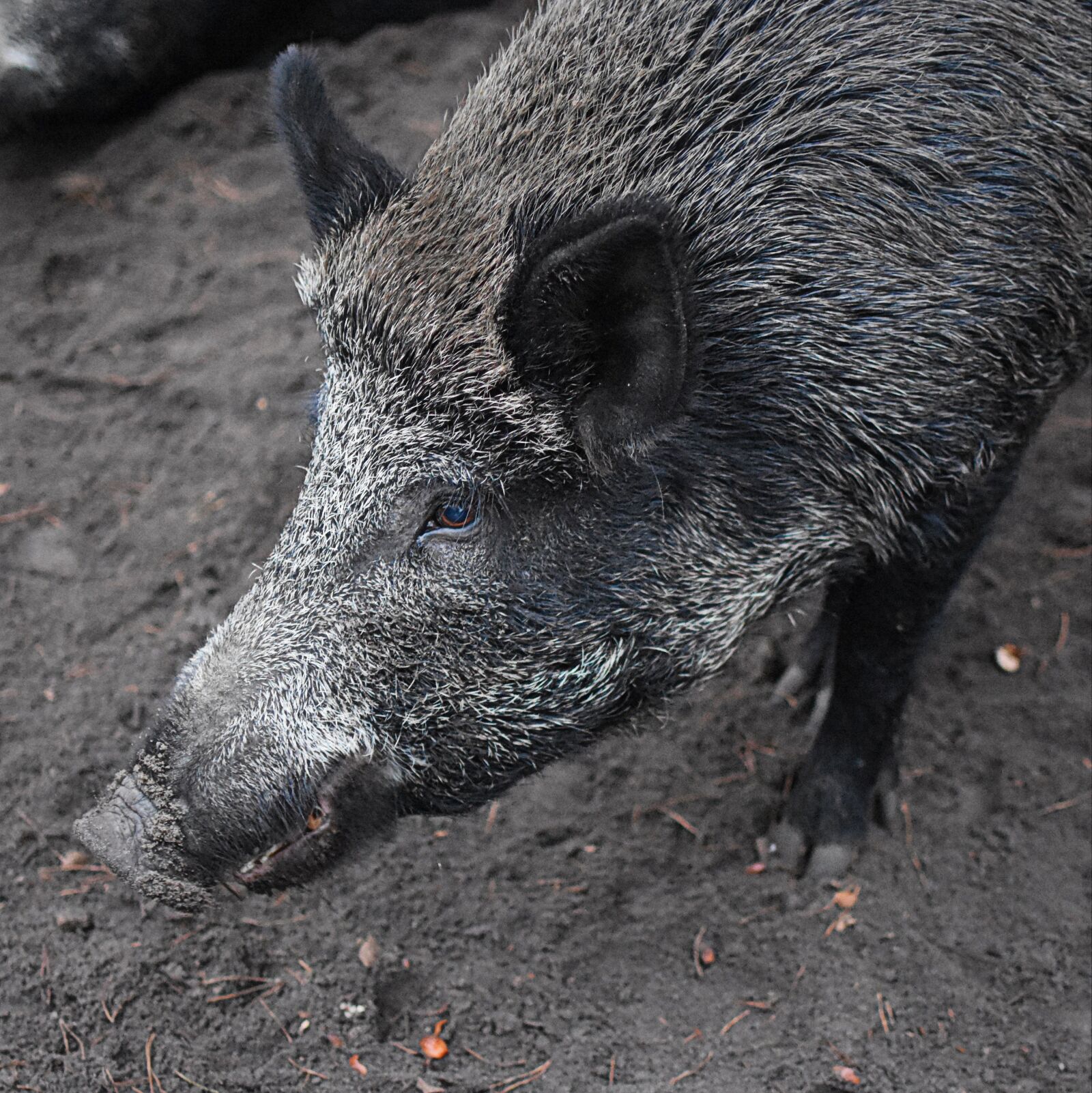 Nikon D7200 sample photo. Wild boar, animal, nature photography