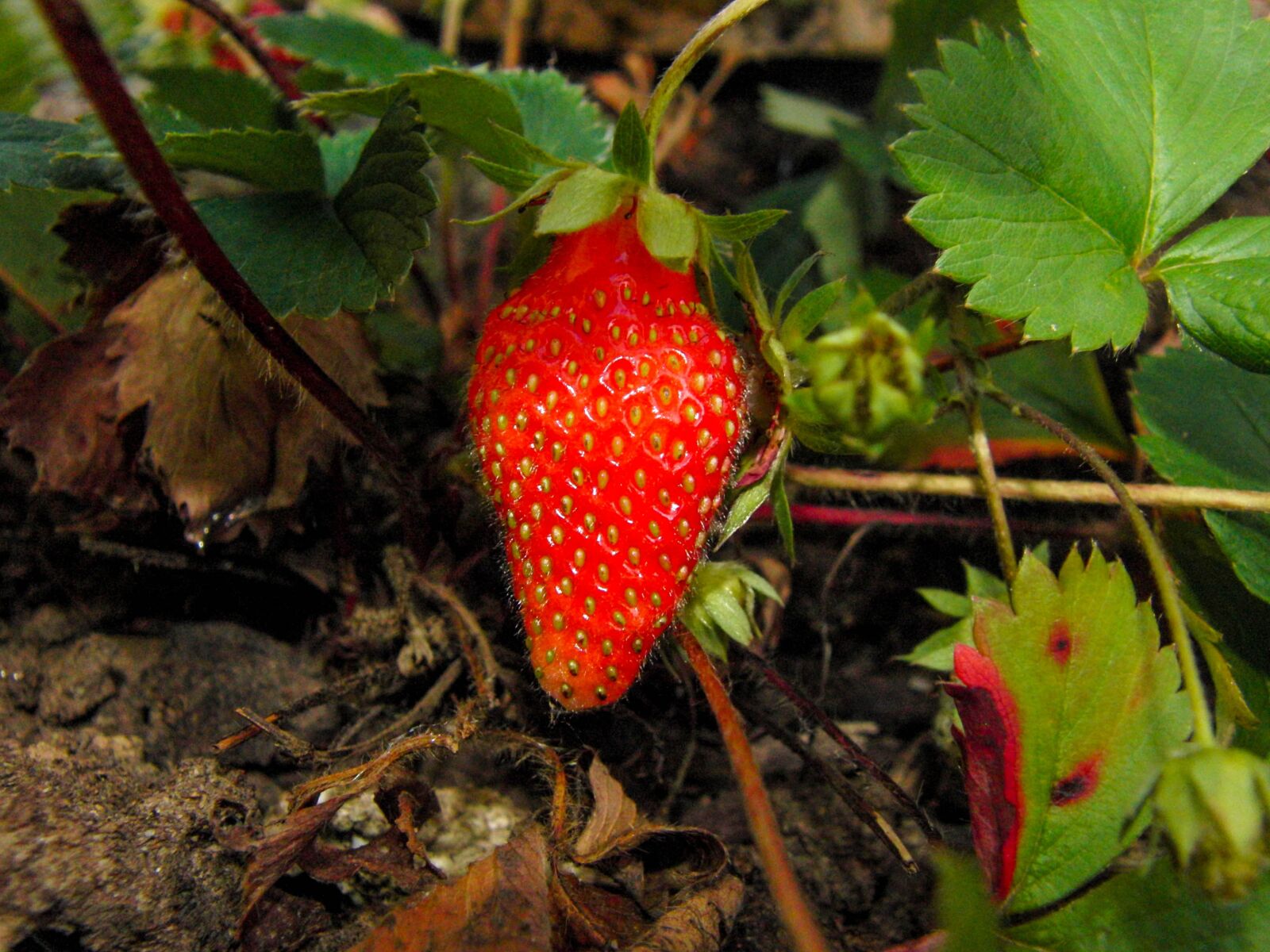 CASIO EX-FH20 sample photo. Strawberries, red, strawberry season photography