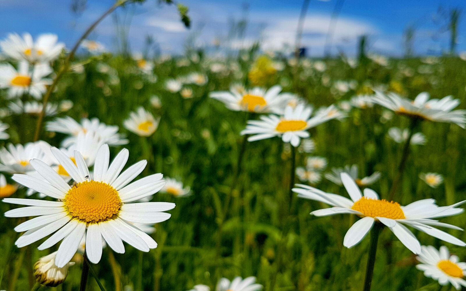 Samsung Galaxy S7 sample photo. Margarite, meadow, daisies photography