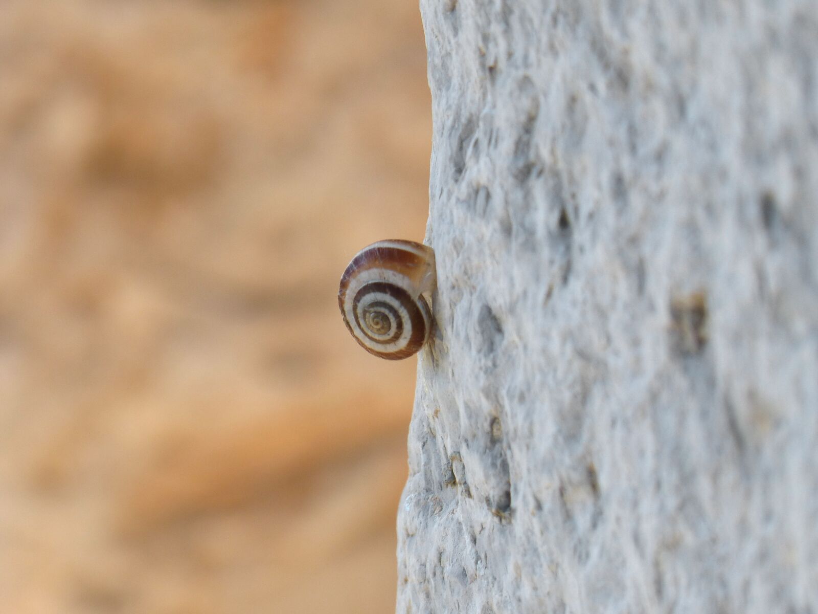 Panasonic DMC-FZ62 sample photo. Snail, wall, spiral photography