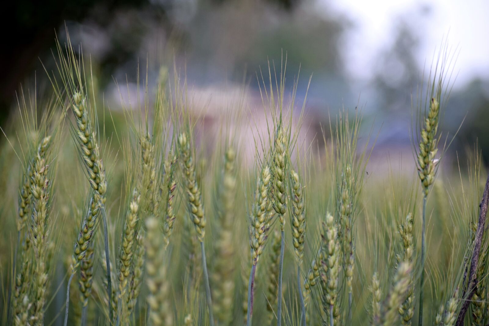 Nikon D3300 sample photo. Wheat, field, agriculture photography