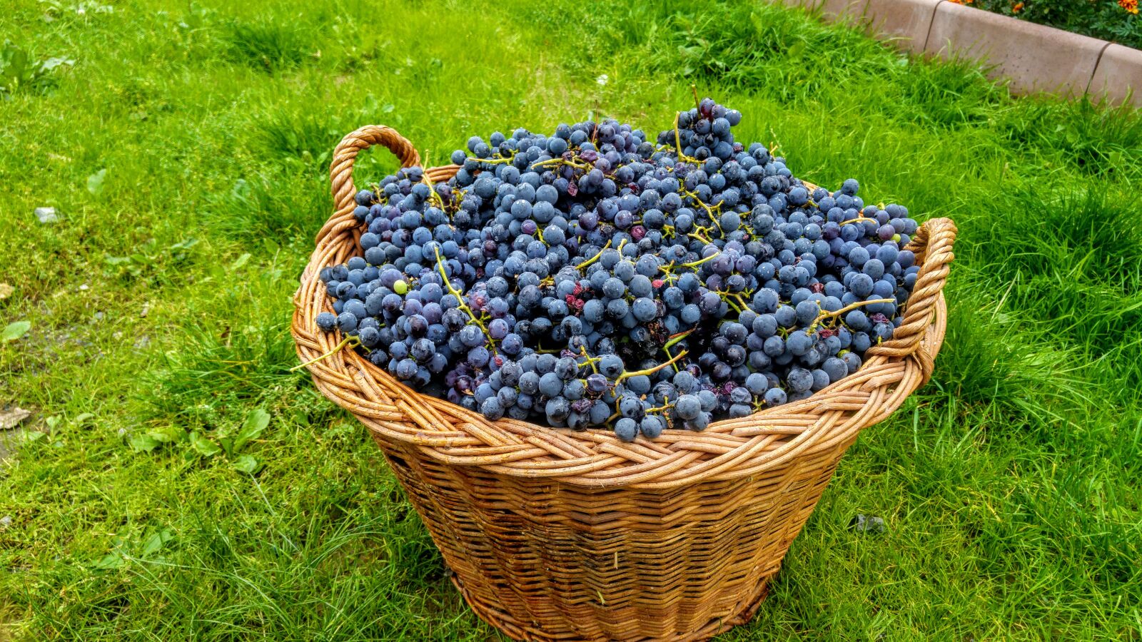 LG G4 sample photo. Grapes, wine photography