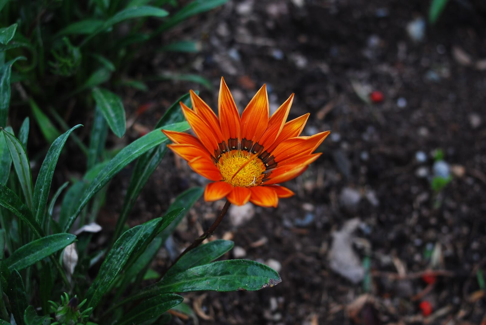 Nikon D60 sample photo. Nature, plant, flower photography