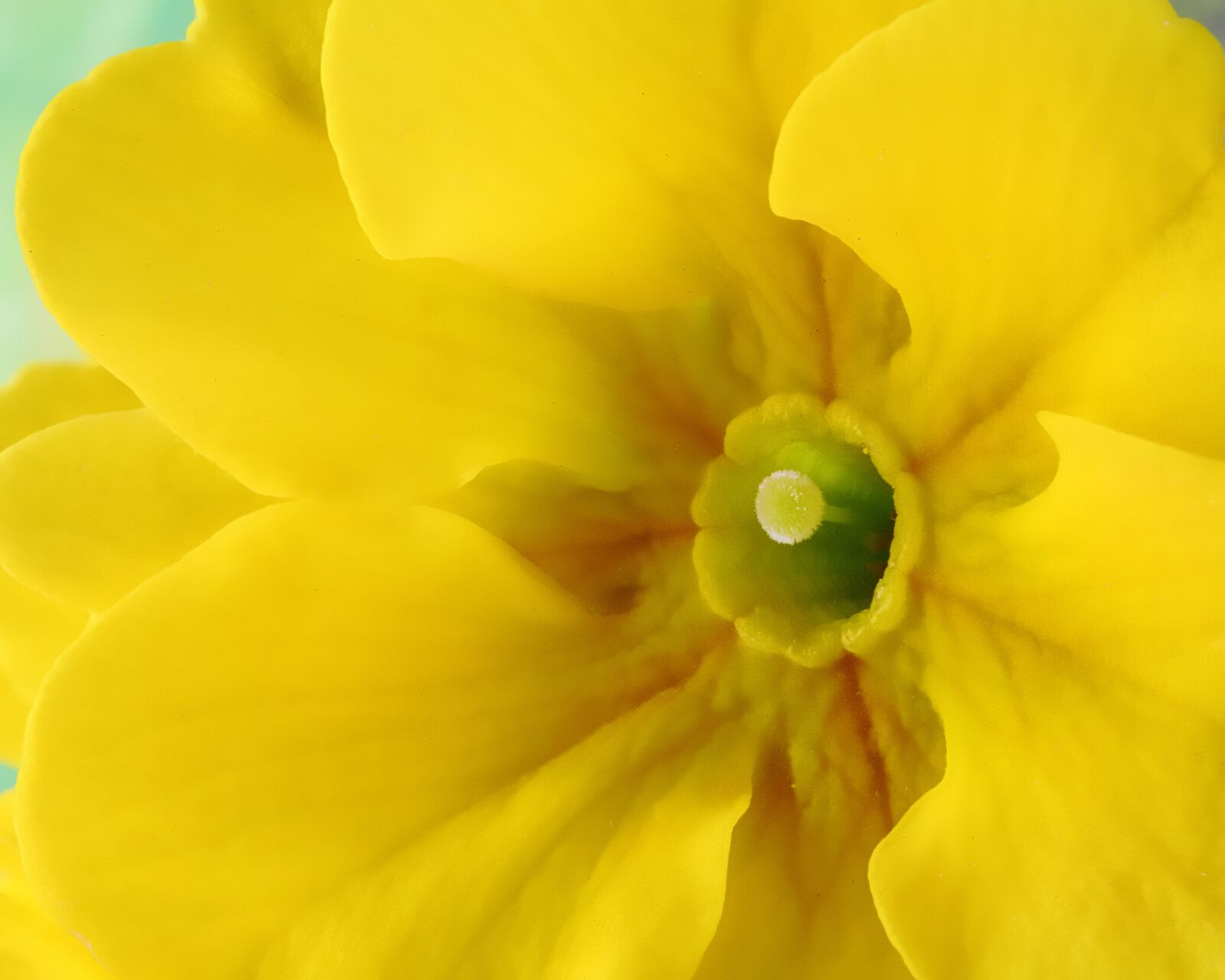 Canon EOS 500D (EOS Rebel T1i / EOS Kiss X3) sample photo. Primrose, spring, bloom photography