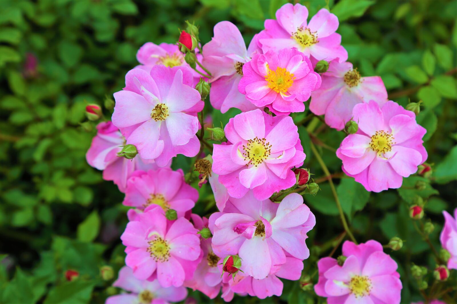 Canon EF 24-105mm F4L IS USM sample photo. Rose, flower, spring photography