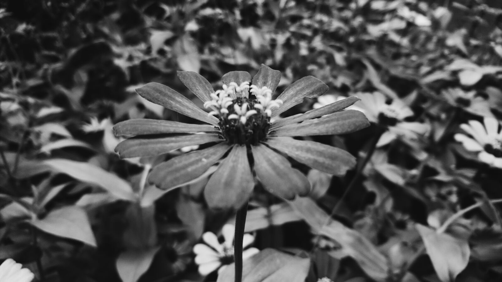 Sony Xperia X sample photo