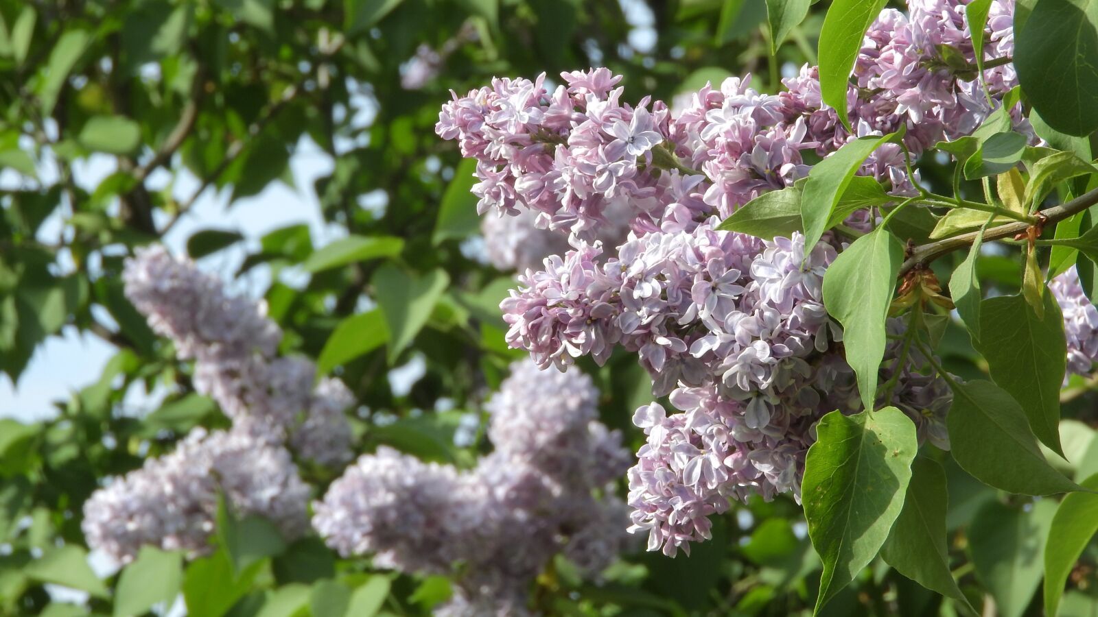 Nikon Coolpix P610 sample photo. Syringa, lilac, lilac shrub photography