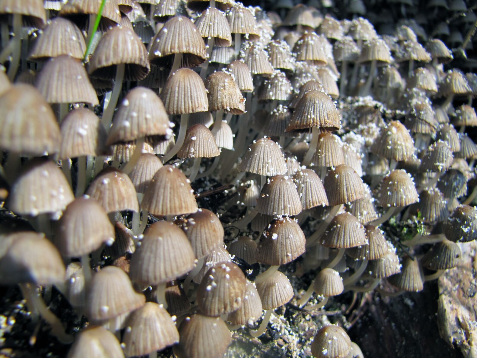 Canon PowerShot SX20 IS sample photo. Mushroom, plant, autumn photography