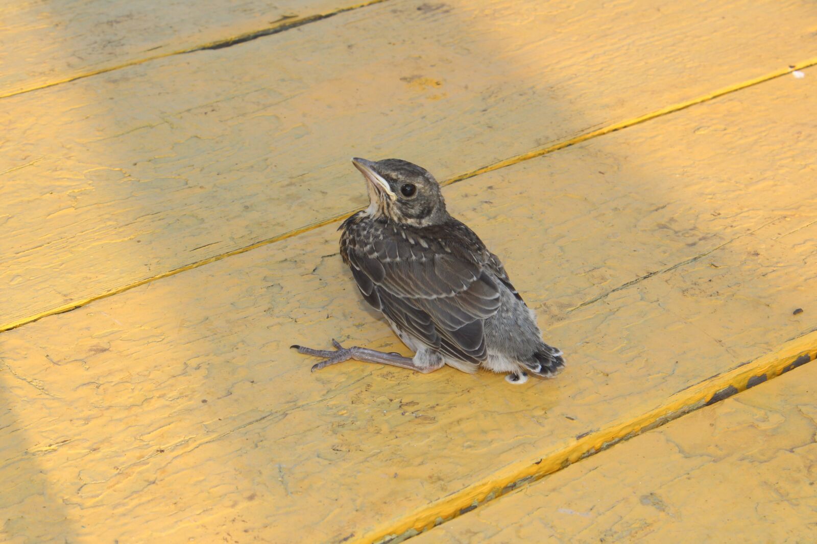 Canon EOS 600D (Rebel EOS T3i / EOS Kiss X5) sample photo. Bird, nature, outdoors photography