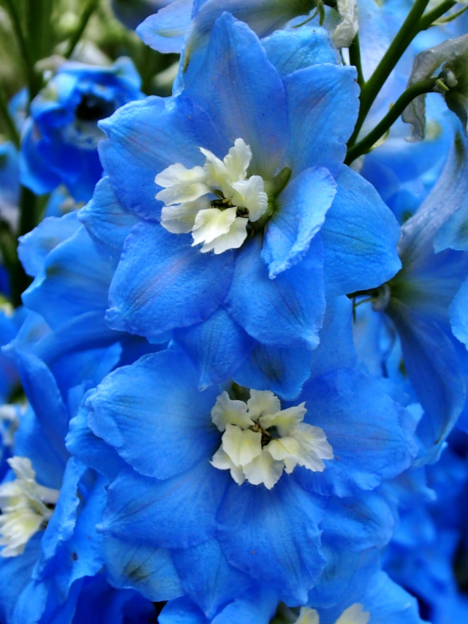 Olympus OM-D E-M5 sample photo. Flower, nature, summer photography