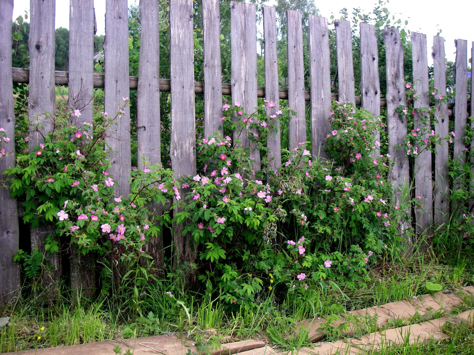 Pentax OPTIO W20 sample photo. Fence, flowers, village photography