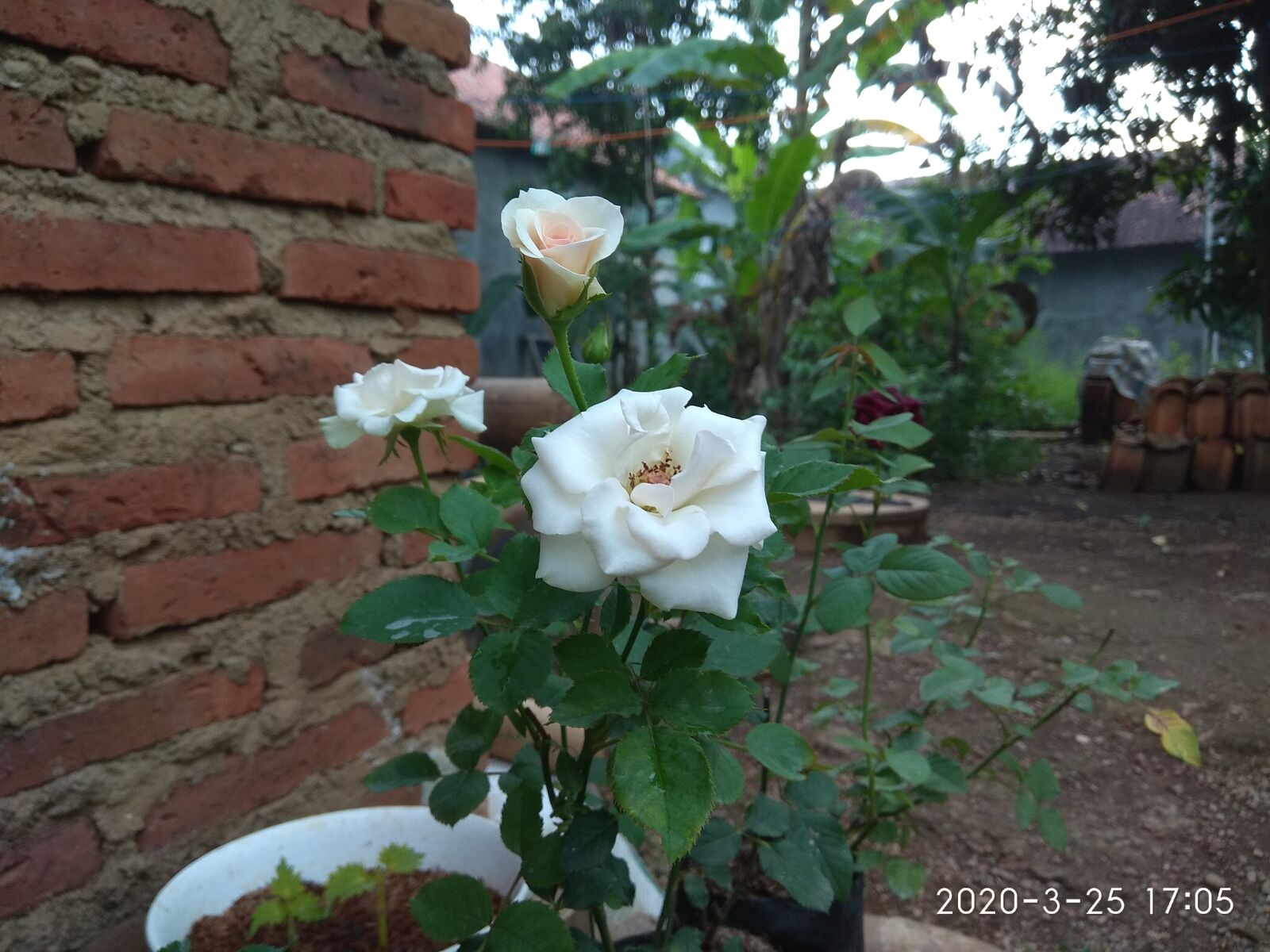 Xiaomi Redmi Note 4 sample photo. Flowers, rose, nature photography