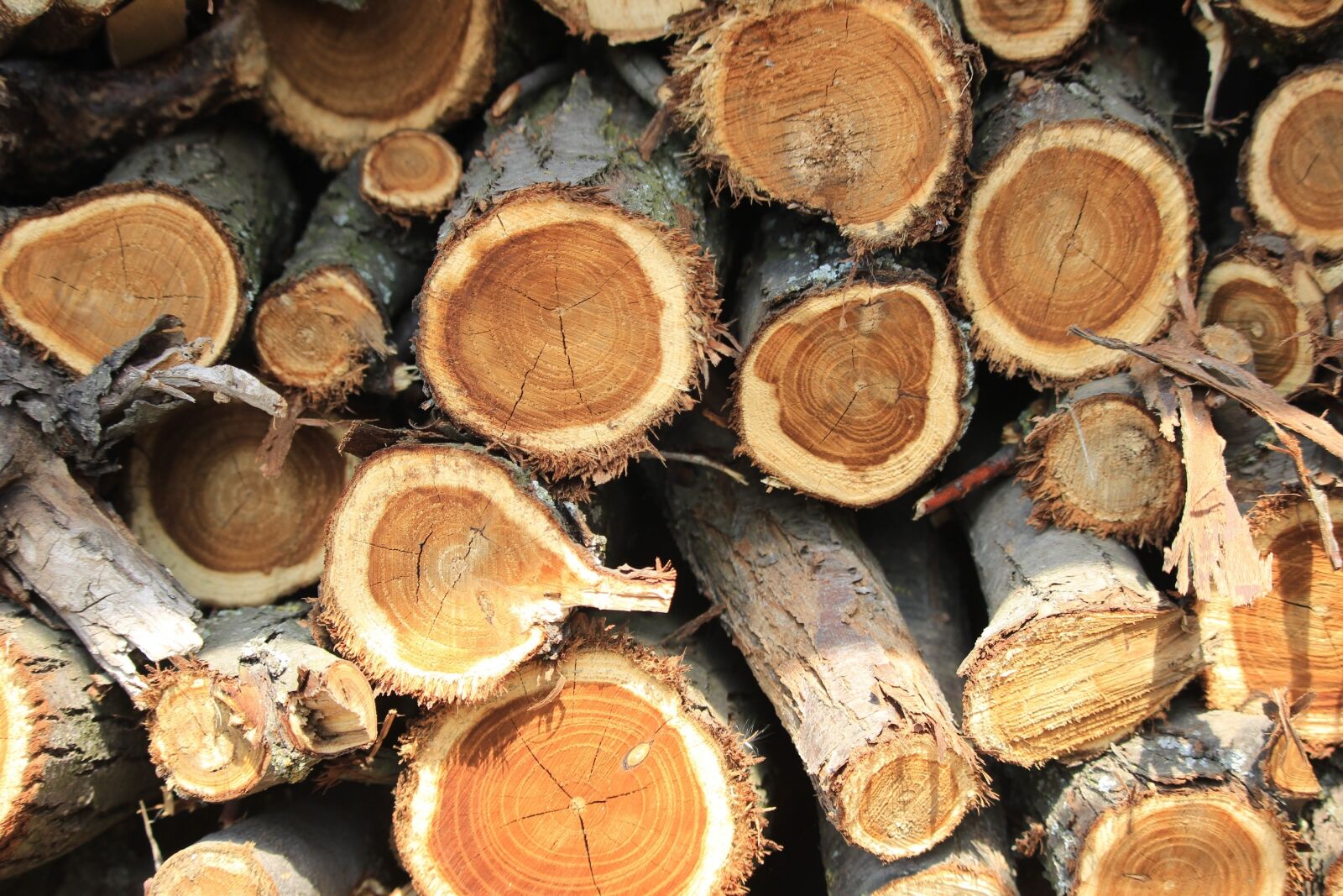 Canon EOS 600D (Rebel EOS T3i / EOS Kiss X5) sample photo. Winter, heat, firewood photography