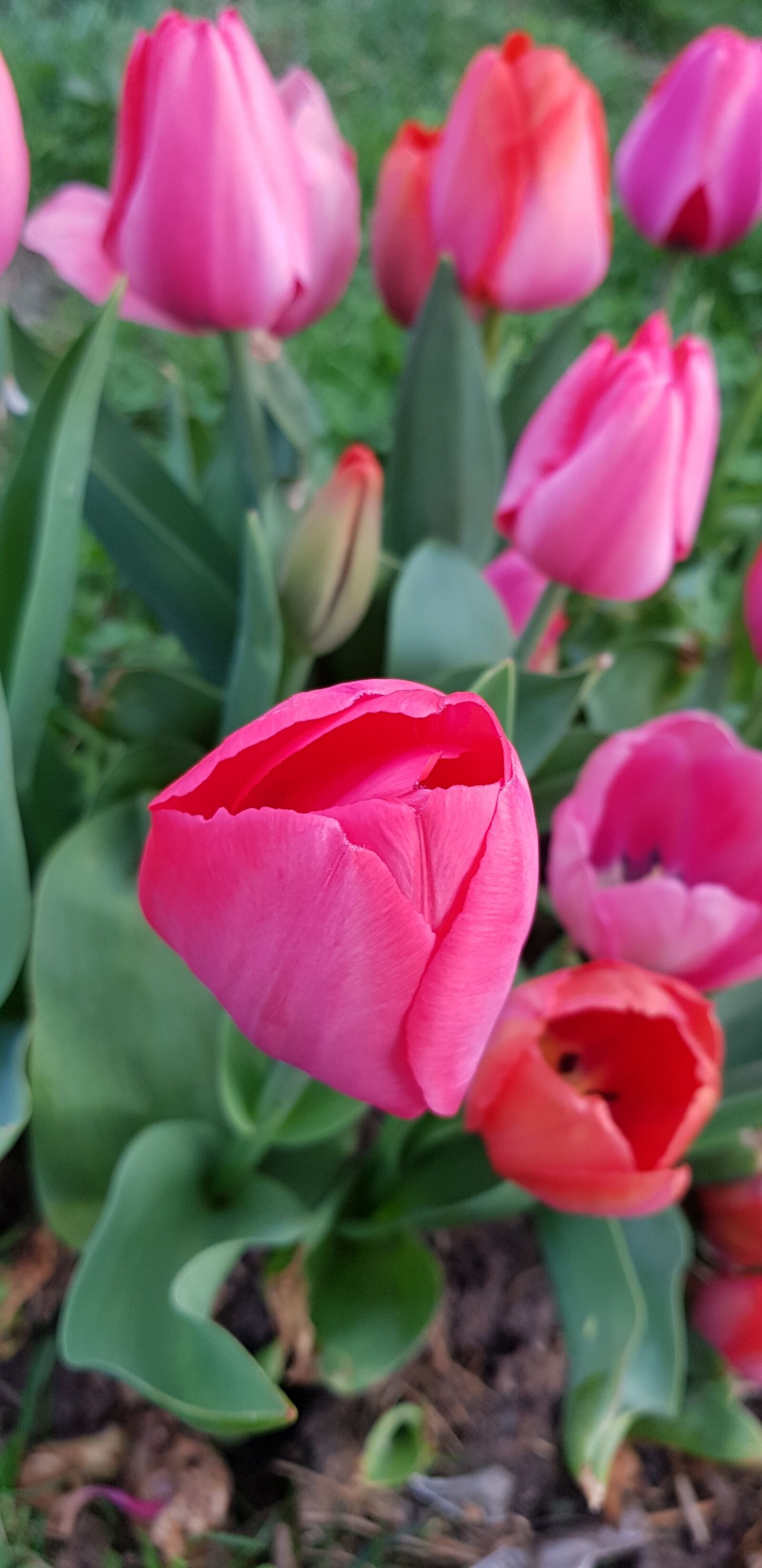 Samsung Galaxy S8+ sample photo. Nature, flower, plant photography