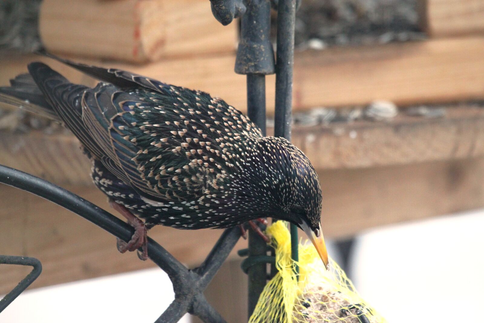 Canon EOS 500D (EOS Rebel T1i / EOS Kiss X3) sample photo. Star, bird, eye photography