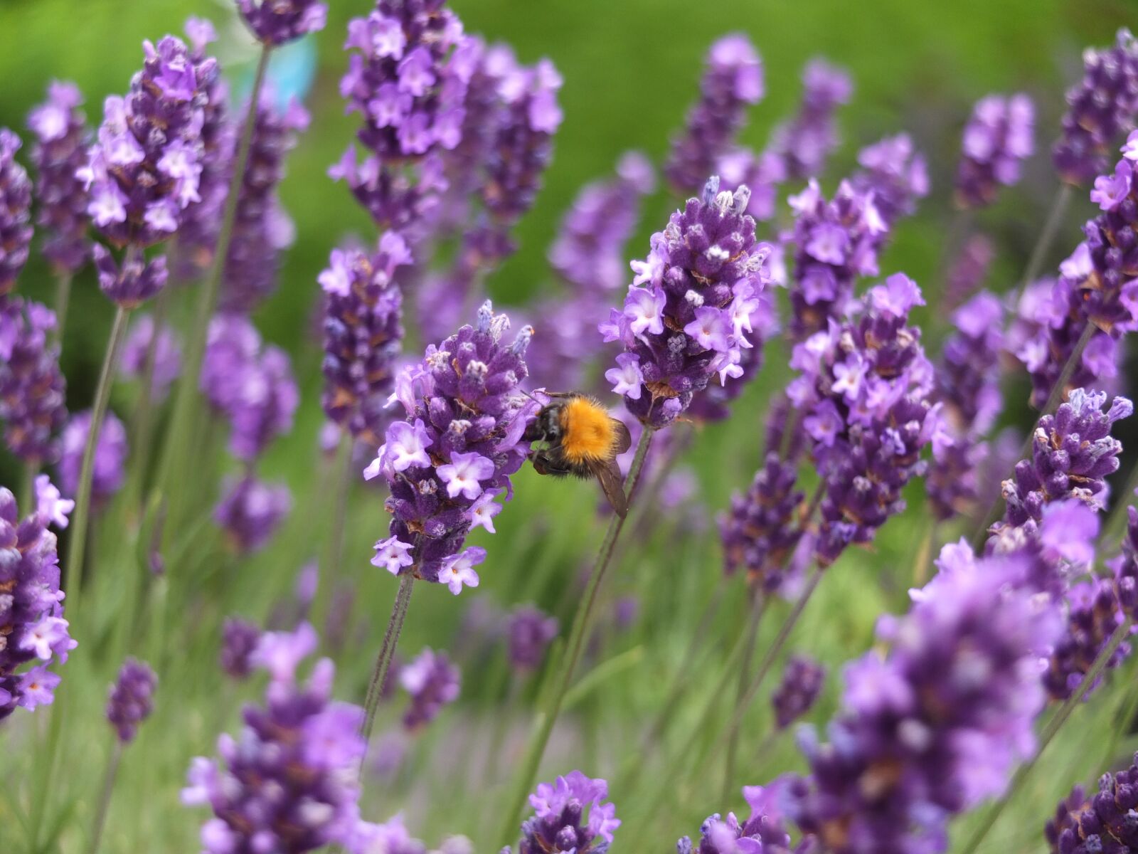 Fujifilm X10 sample photo. Bumblebee, bee, insect photography