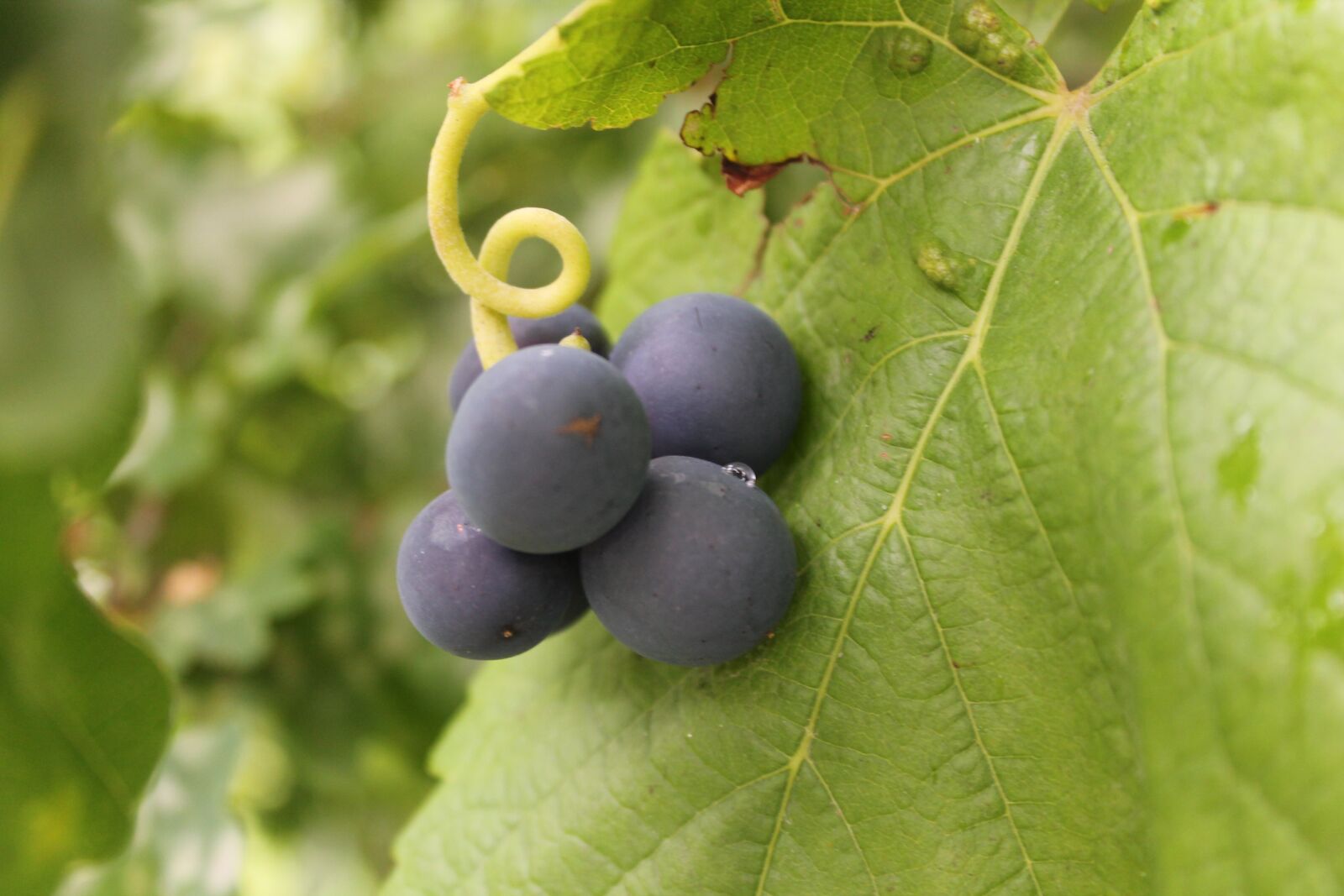 Canon EOS 1100D (EOS Rebel T3 / EOS Kiss X50) sample photo. Grapes, fruit, grape photography
