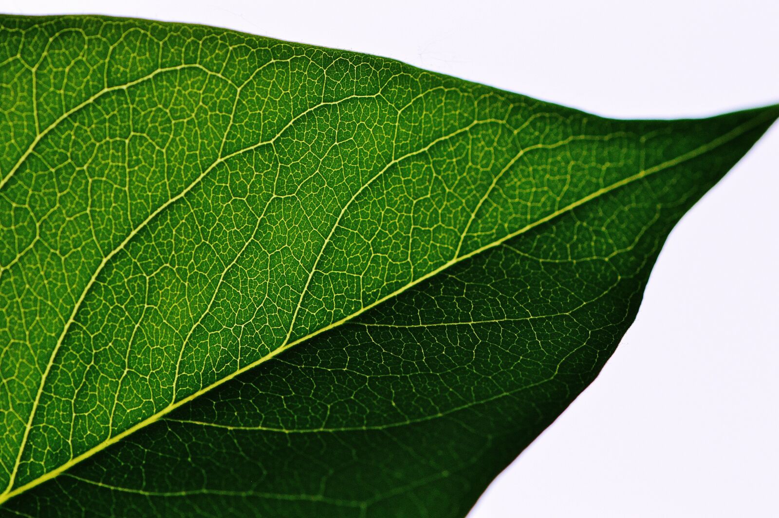 Nikon D3200 sample photo. Leaf, lilac, green photography