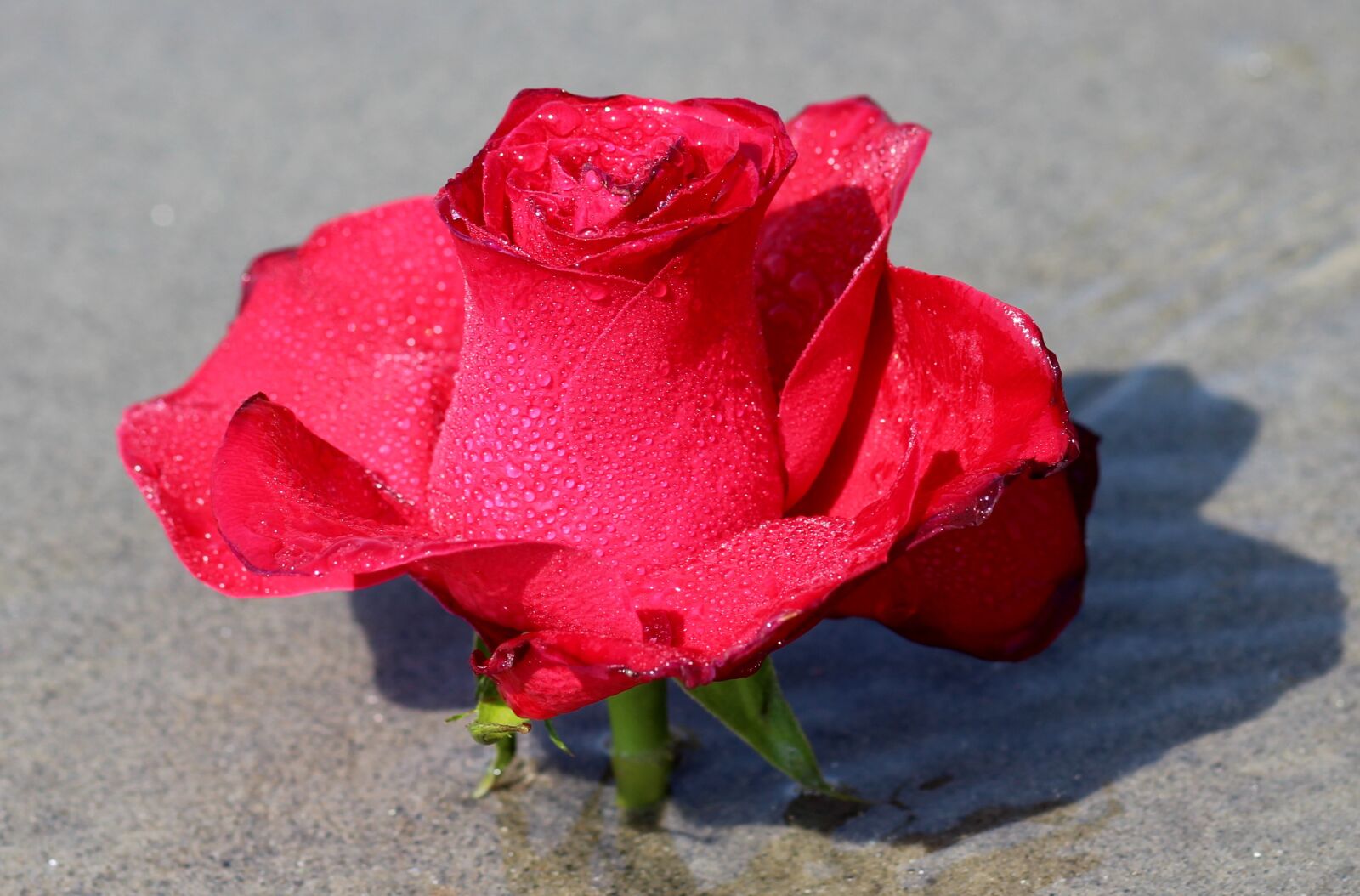 Canon EOS 700D (EOS Rebel T5i / EOS Kiss X7i) + Canon EF 85mm F1.8 USM sample photo. Rose, water, flower photography