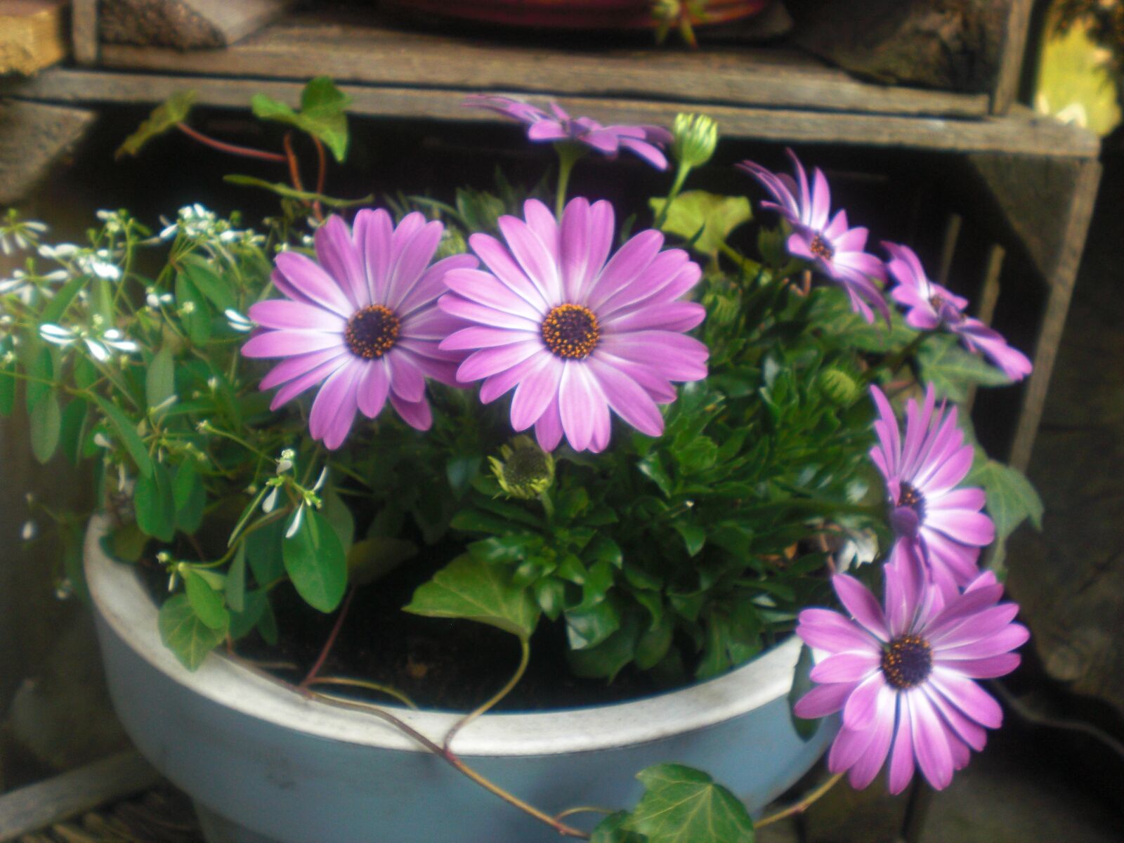 CASIO EX-Z80 sample photo. Flowers, purple, green photography