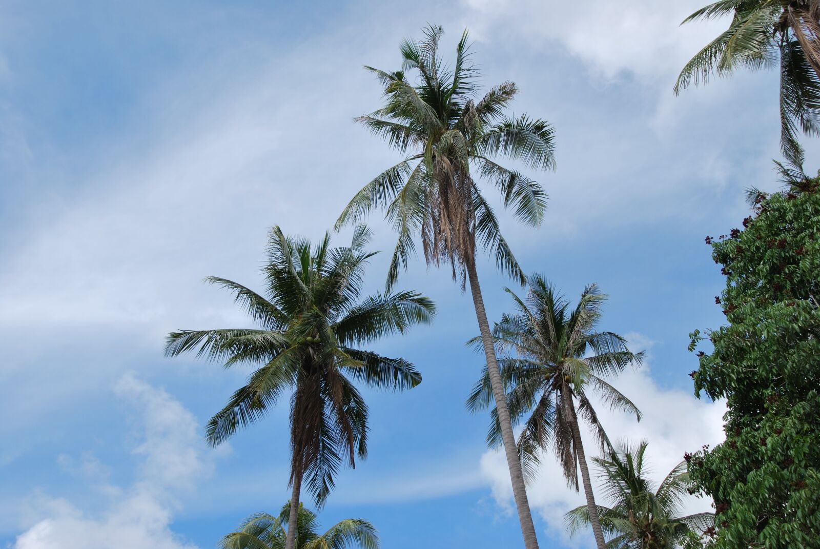 Nikon D60 sample photo. Palm, asia, palm trees photography