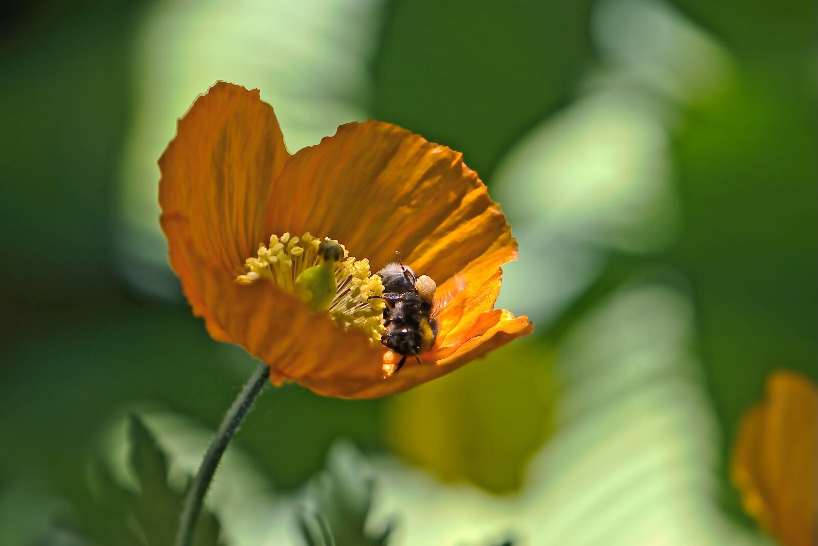 Nikon D5600 sample photo. Blossom, bloom, flower photography