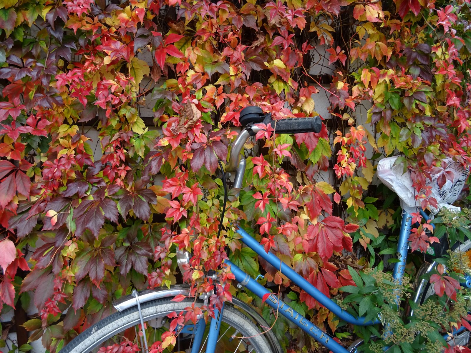 Sony DSC-HX60 sample photo. Leaves, colorful, autumn photography