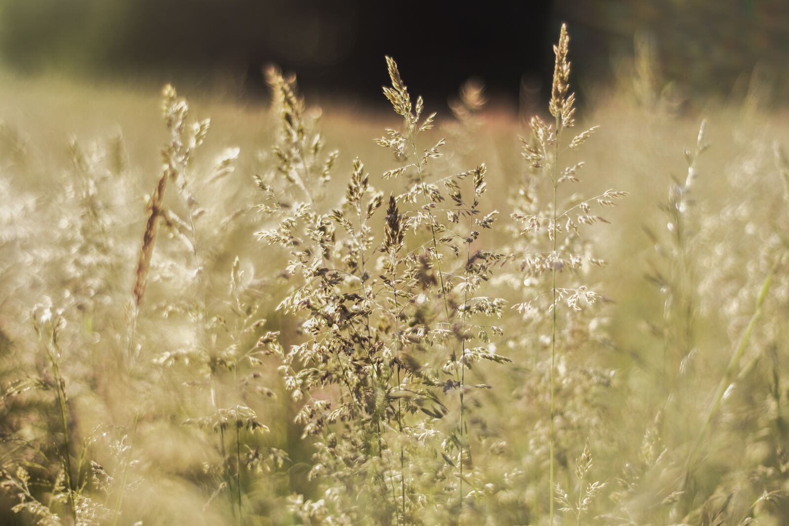 Nikon D7100 sample photo. Nature, corn, plants photography