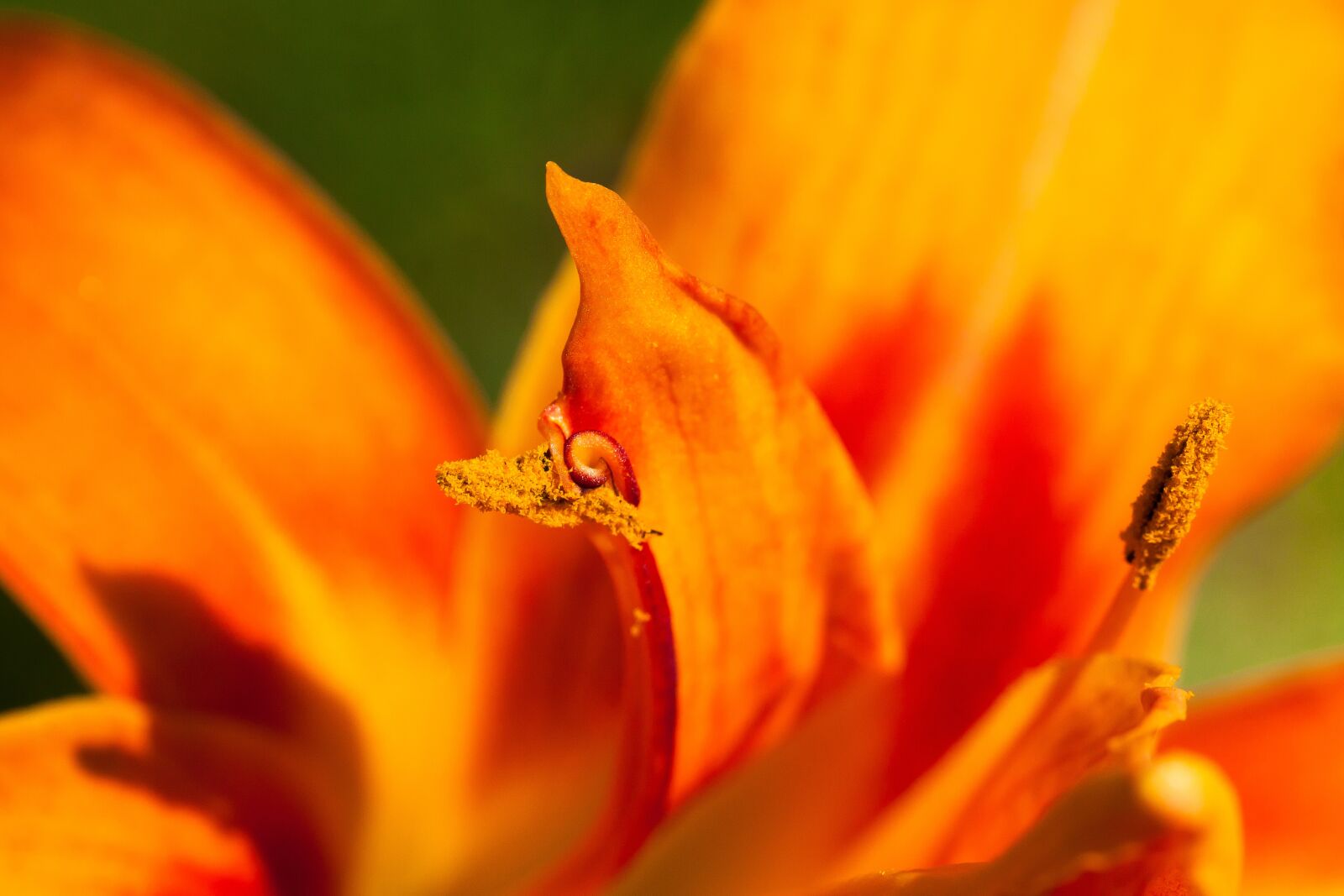 Canon EOS 50D sample photo. Daylily, hemerocallis, day lily photography