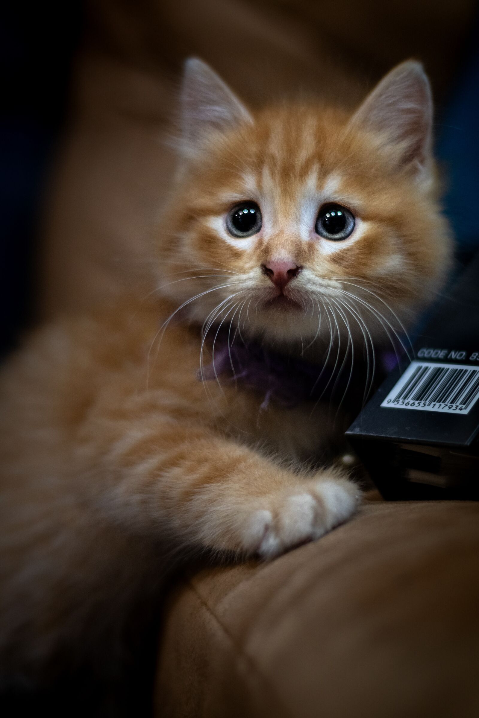 Nikon D500 sample photo. Kitty, kitten, pet photography