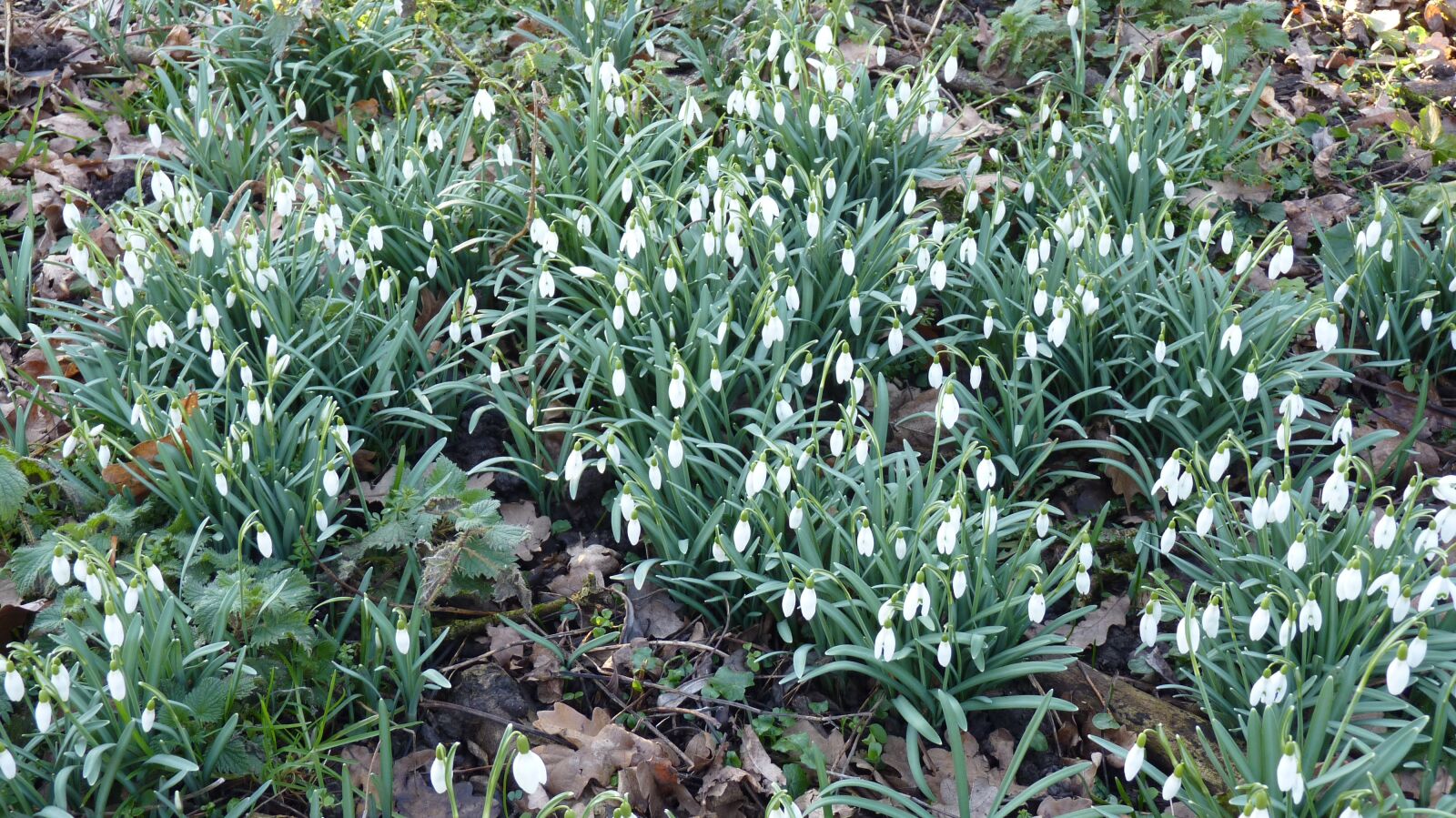 Panasonic Lumix DMC-FZ35 (Lumix DMC-FZ38) sample photo. Snowdrop, nature, flowers photography