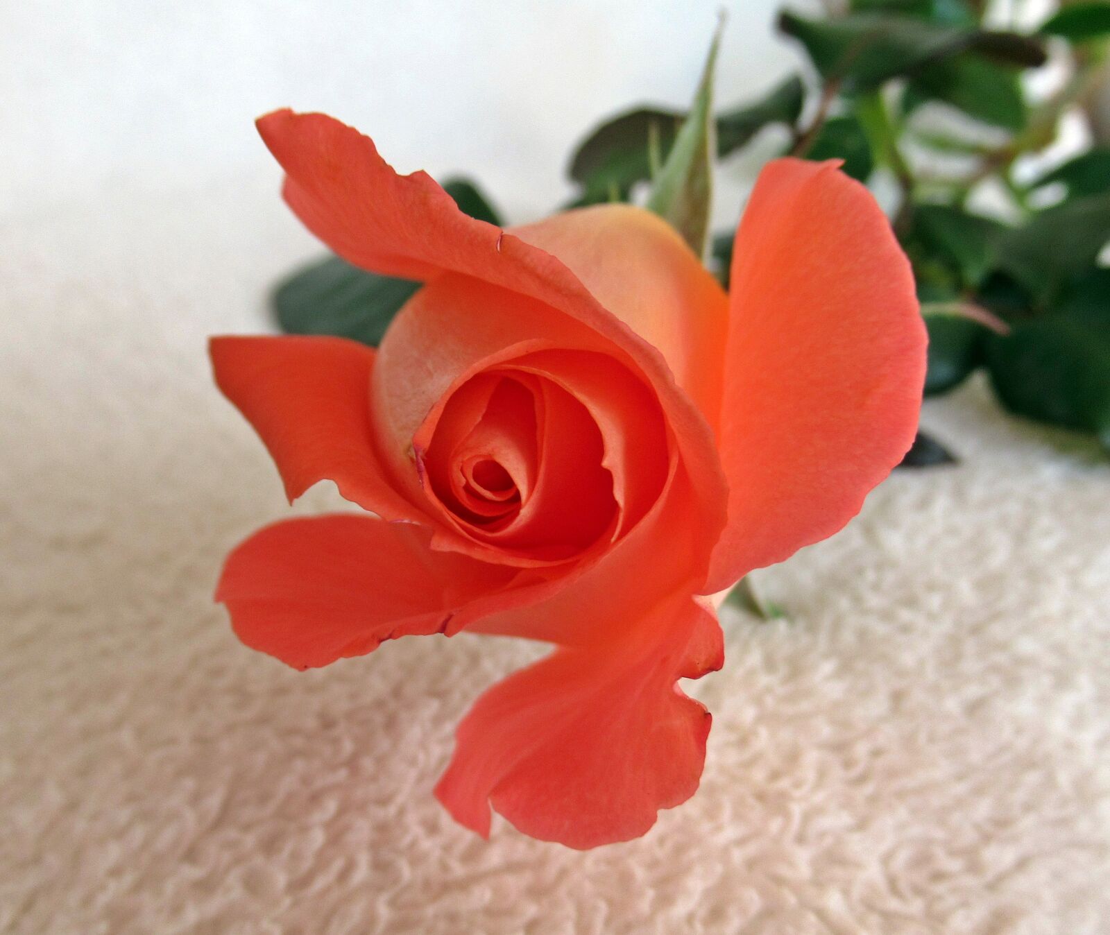Canon PowerShot SX620 HS sample photo. Flower, plant, petal photography