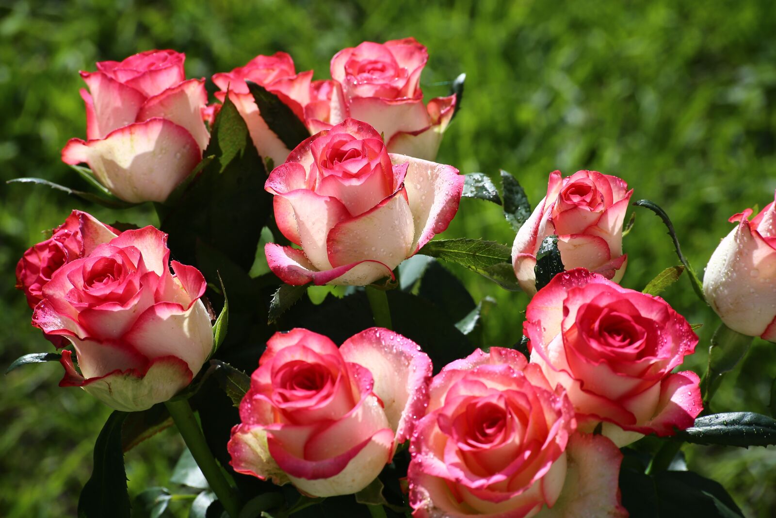 Canon EOS 6D sample photo. Rose, flower, petal photography