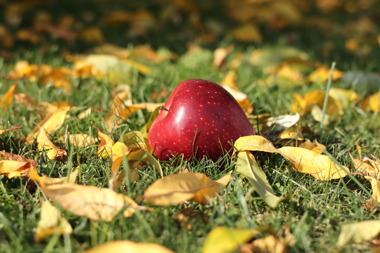 Canon EOS 77D (EOS 9000D / EOS 770D) sample photo. Apple, leaf, grass photography