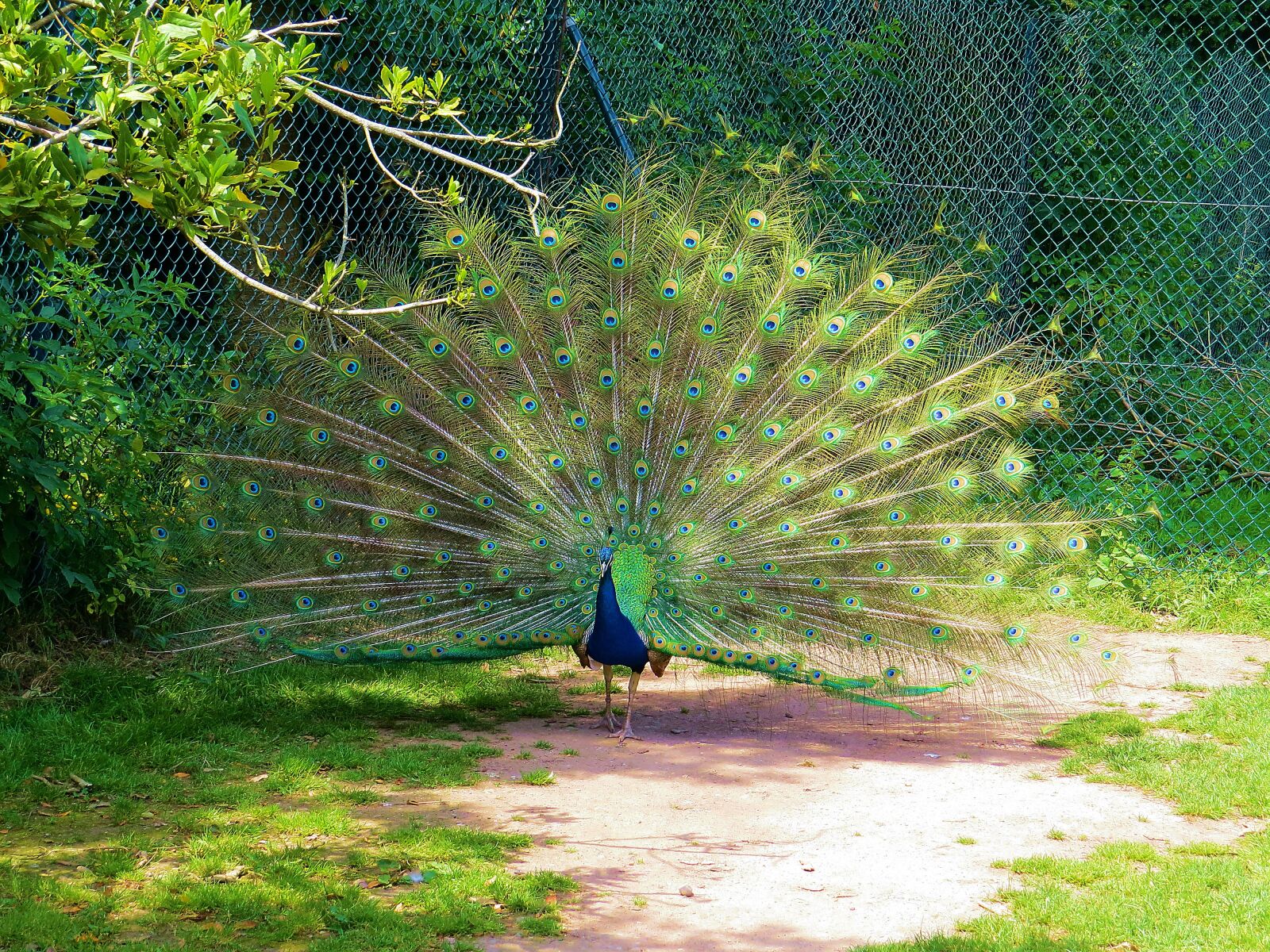 Canon PowerShot SX50 HS sample photo. Peacock, bird, feathers photography