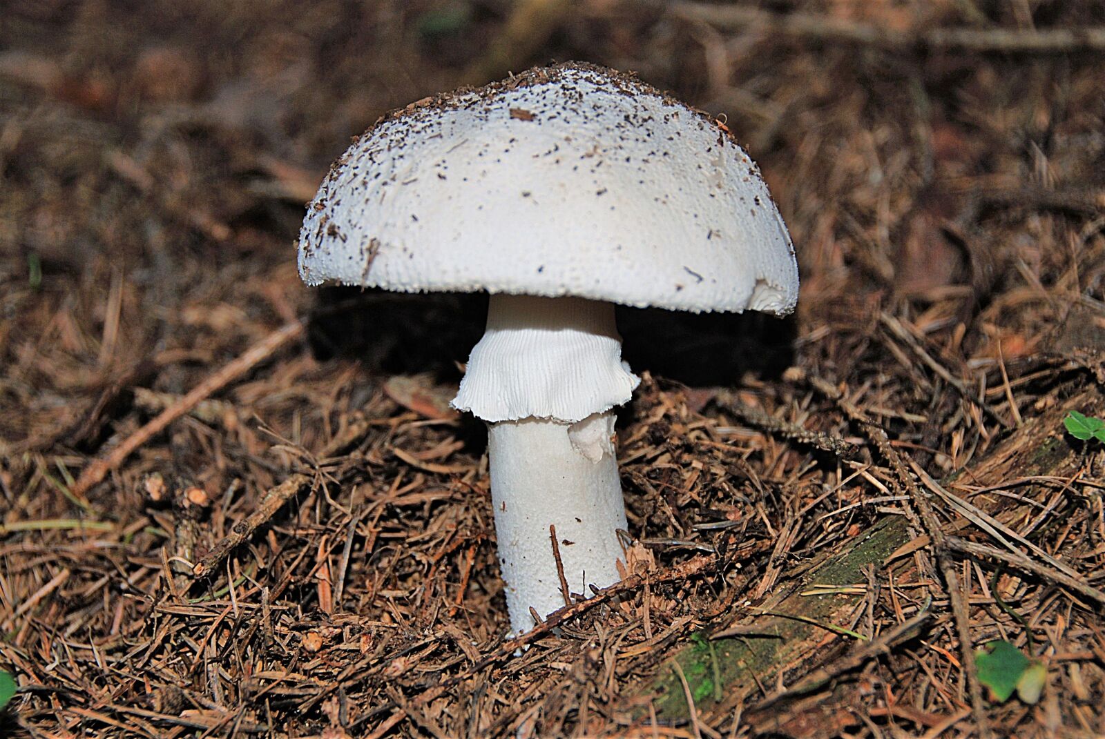 Nikon D80 sample photo. Mushroom, forest, death head photography