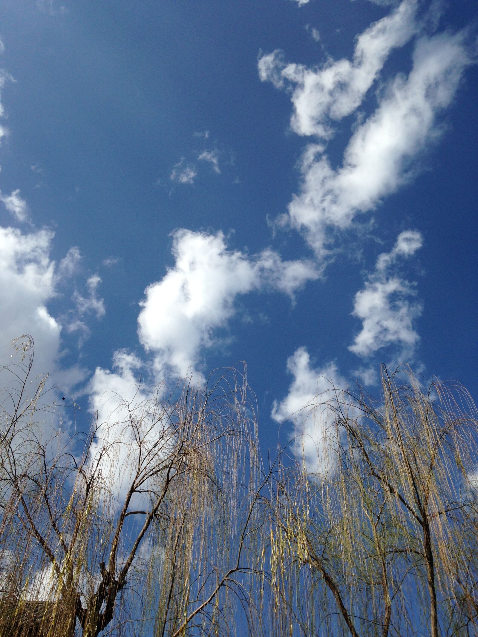 iPhone 5 back camera 4.12mm f/2.4 sample photo. Trees, blue sky, white photography
