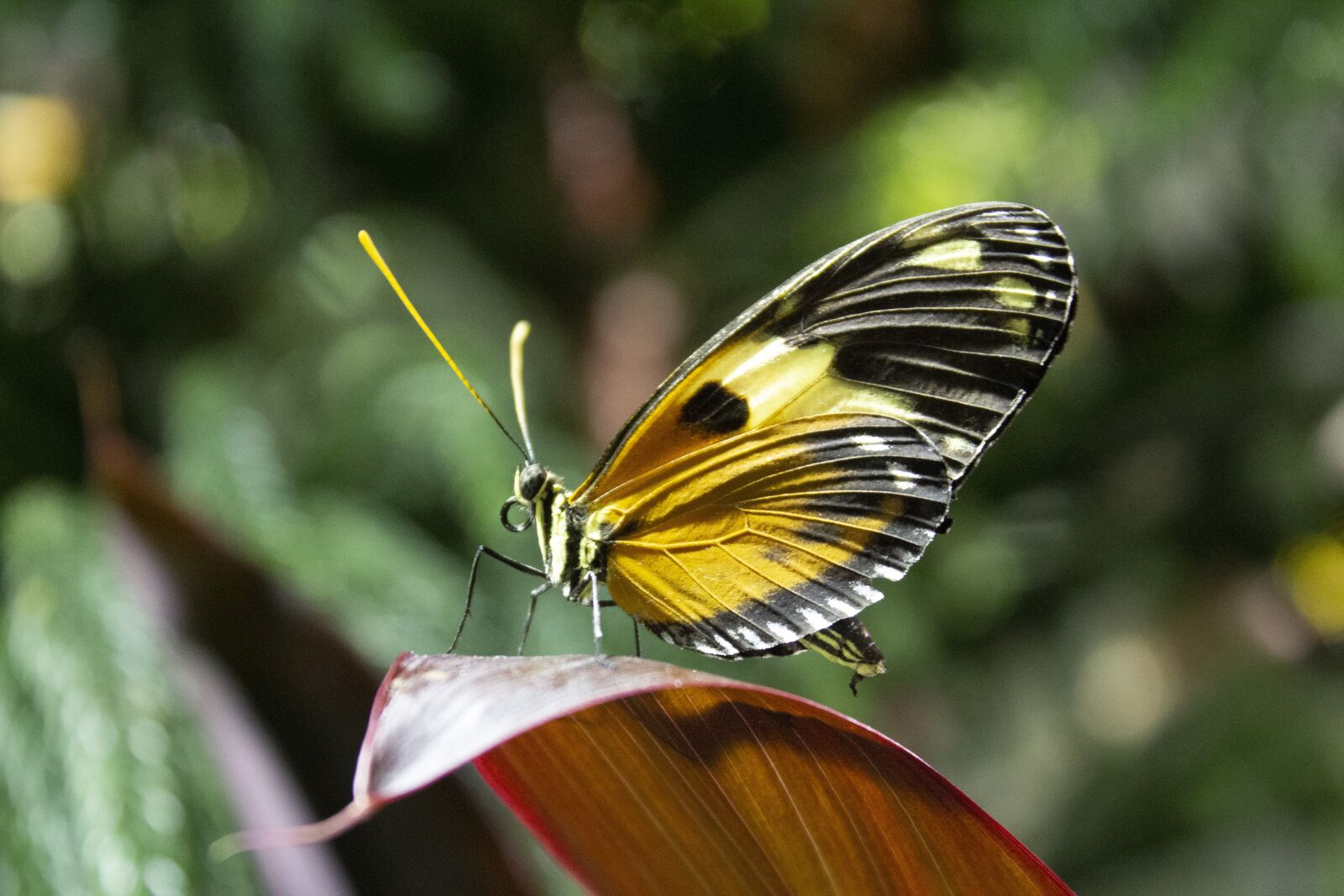 Canon EOS 600D (Rebel EOS T3i / EOS Kiss X5) sample photo. Butterfly, zoo, nature photography